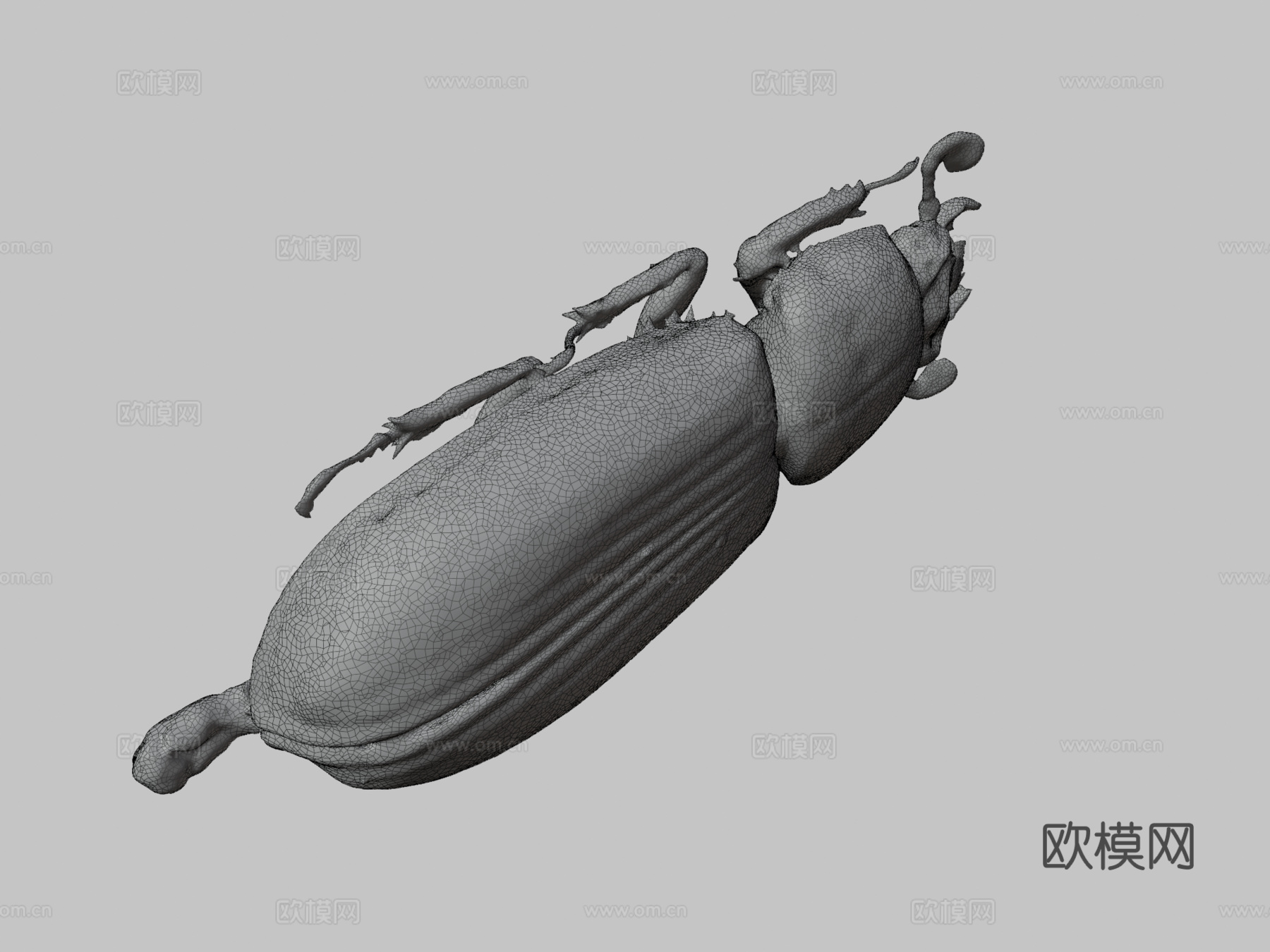 帕萨卢斯考皮正模标本自然历史数字档案馆3d模型下载（渲染图3）