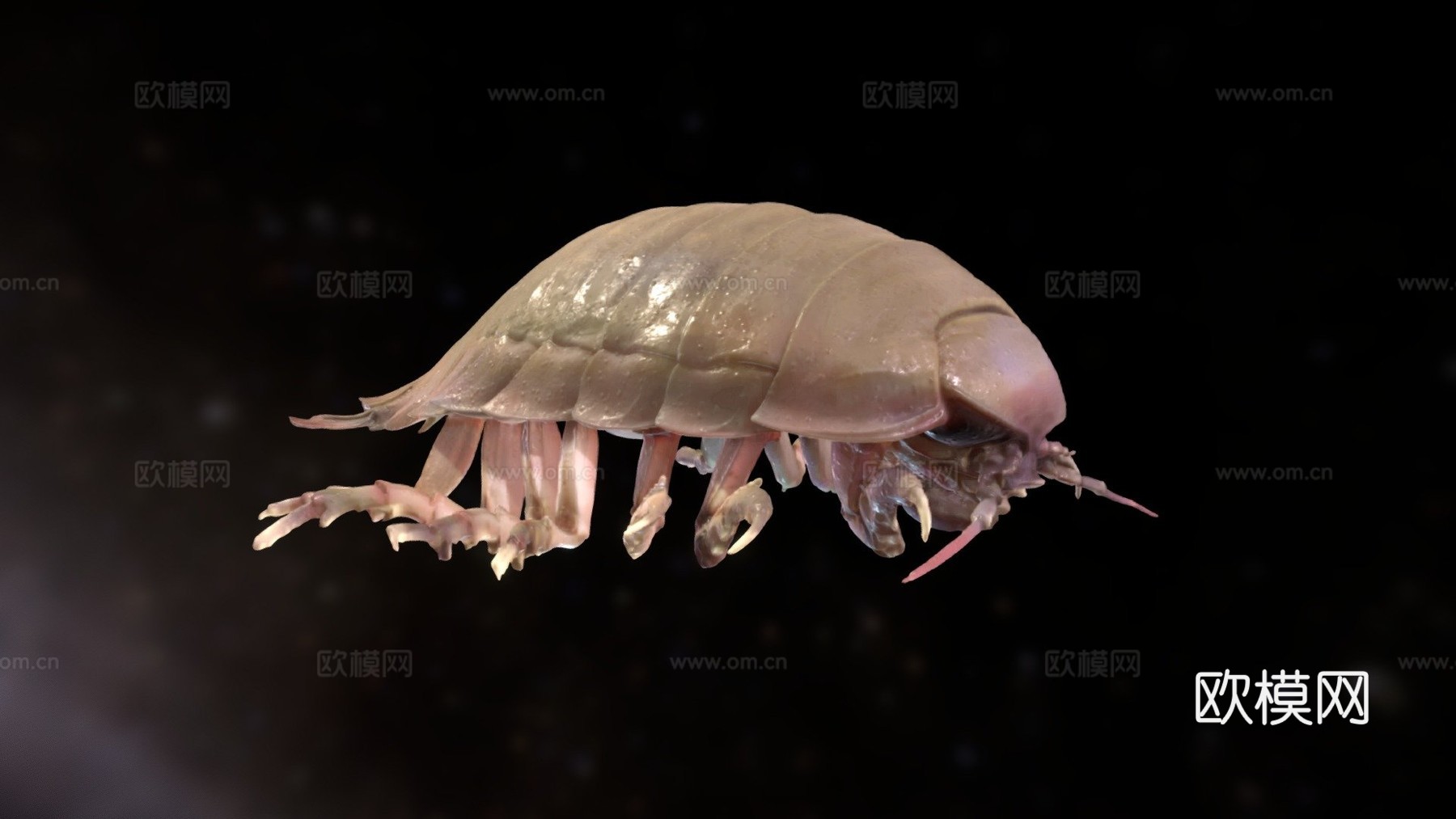 巨型等足虫3d模型下载（渲染图1）