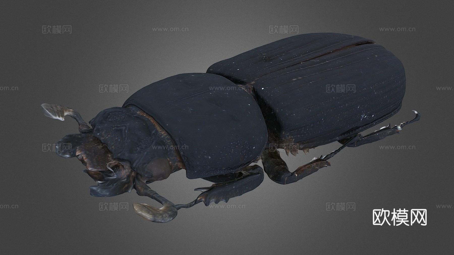 帕萨卢斯考皮正模标本自然历史数字档案馆3d模型下载（渲染图1）