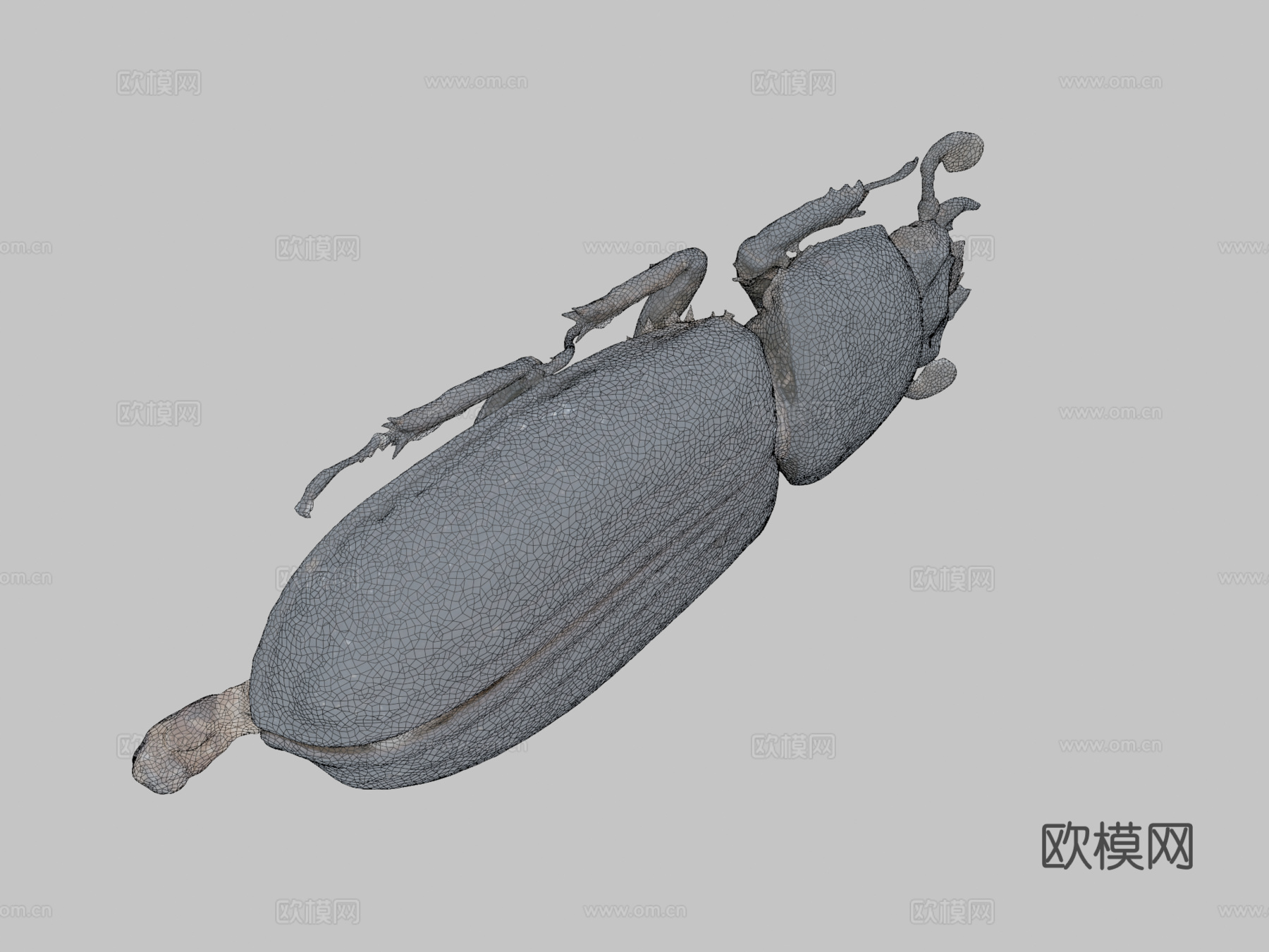帕萨卢斯考皮正模标本自然历史数字档案馆3d模型下载（渲染图2）