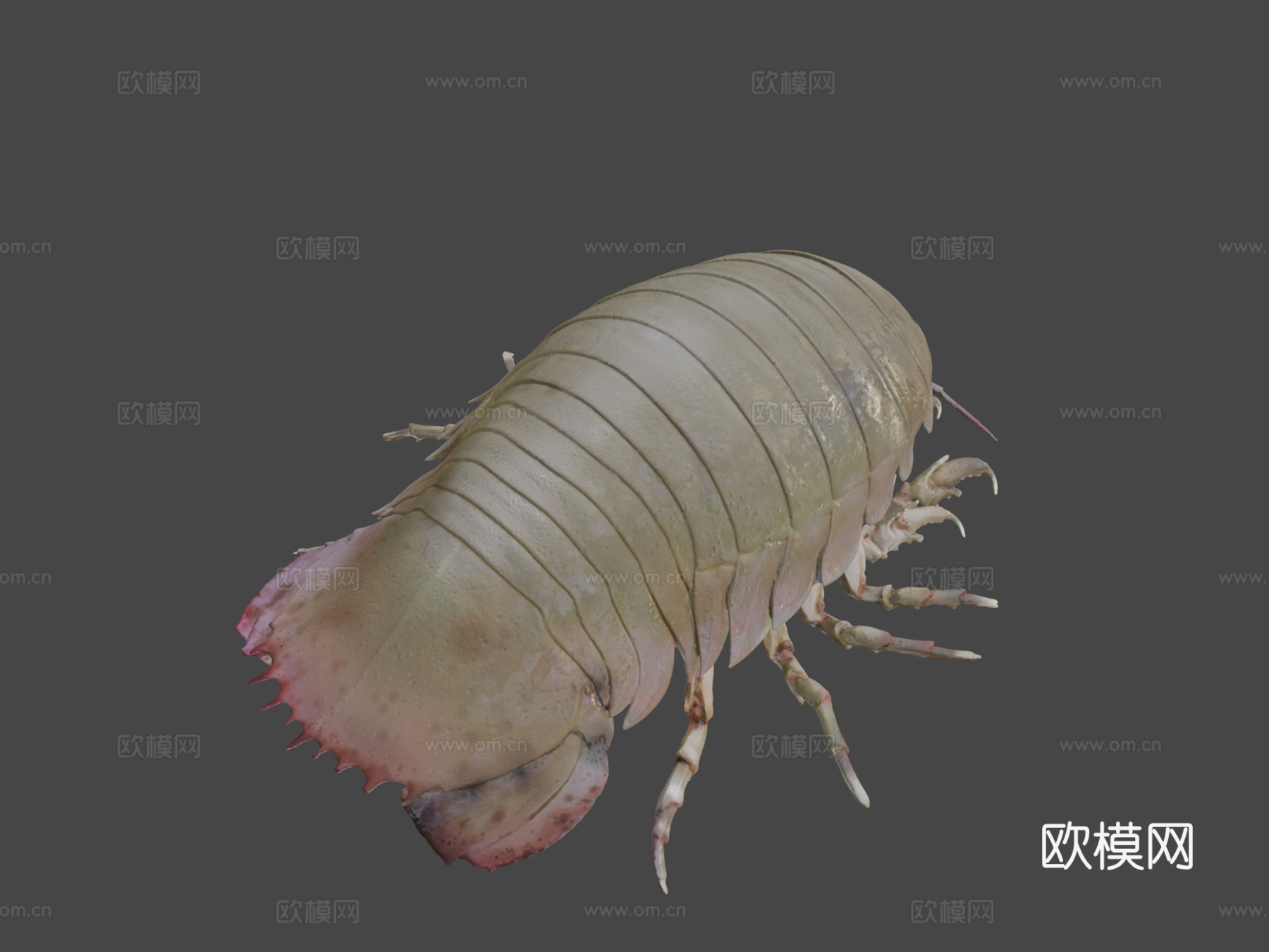 巨型等足虫3d模型下载（渲染图8）