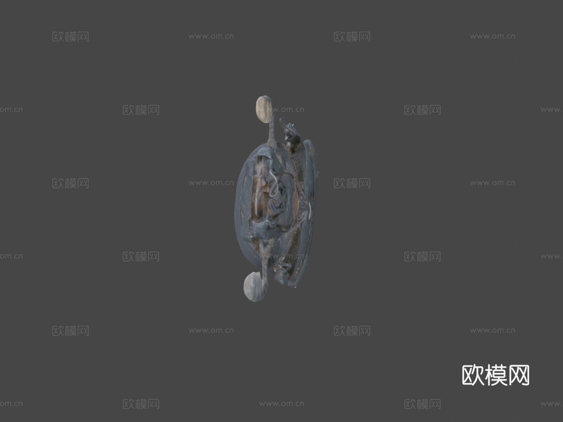帕萨卢斯考皮正模标本自然历史数字档案馆3d模型下载（渲染图5）