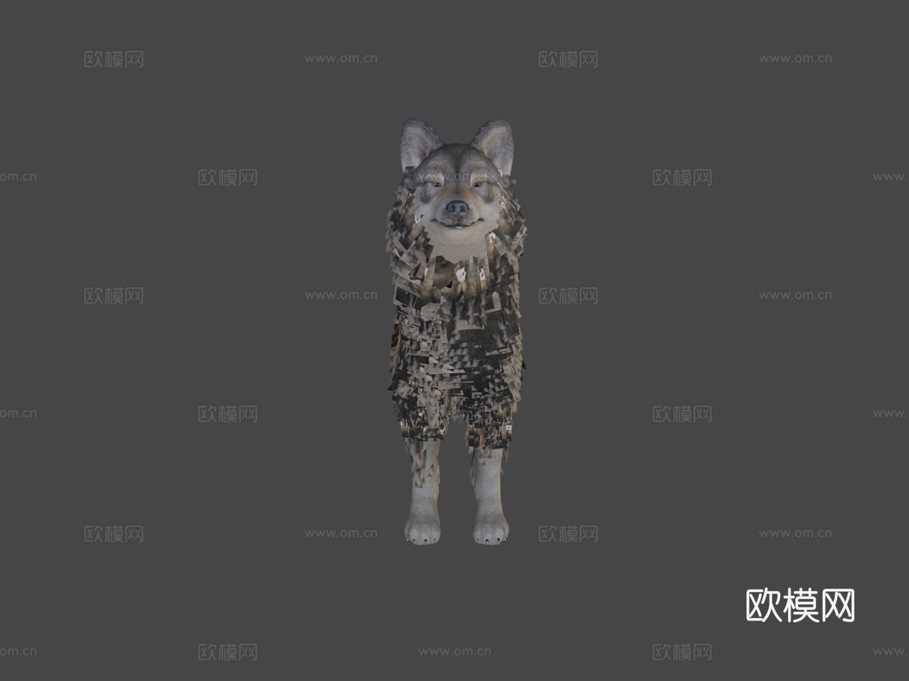 逼真狼3d模型下载（渲染图5）