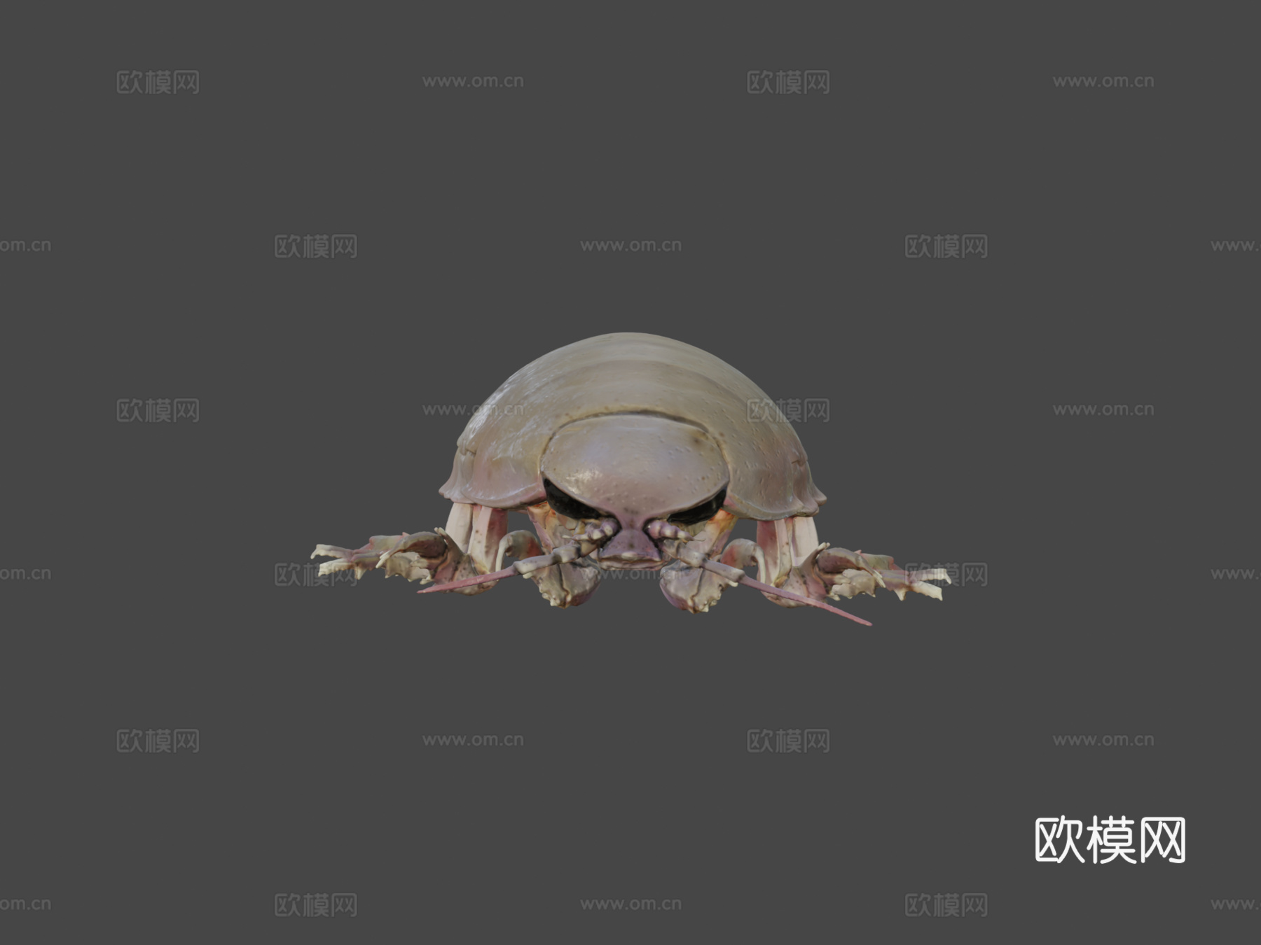 巨型等足虫3d模型下载（渲染图6）