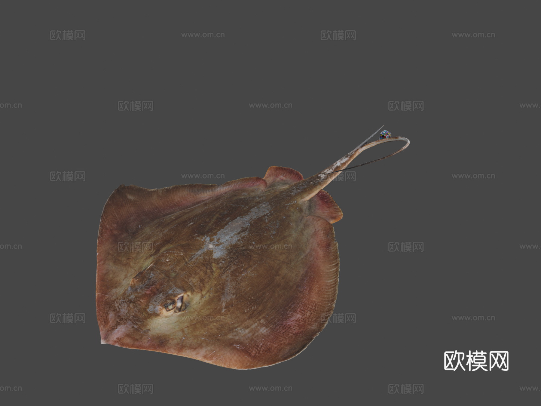 CC0 伊豆姬魟伊豆半魟3d模型下载（渲染图1）