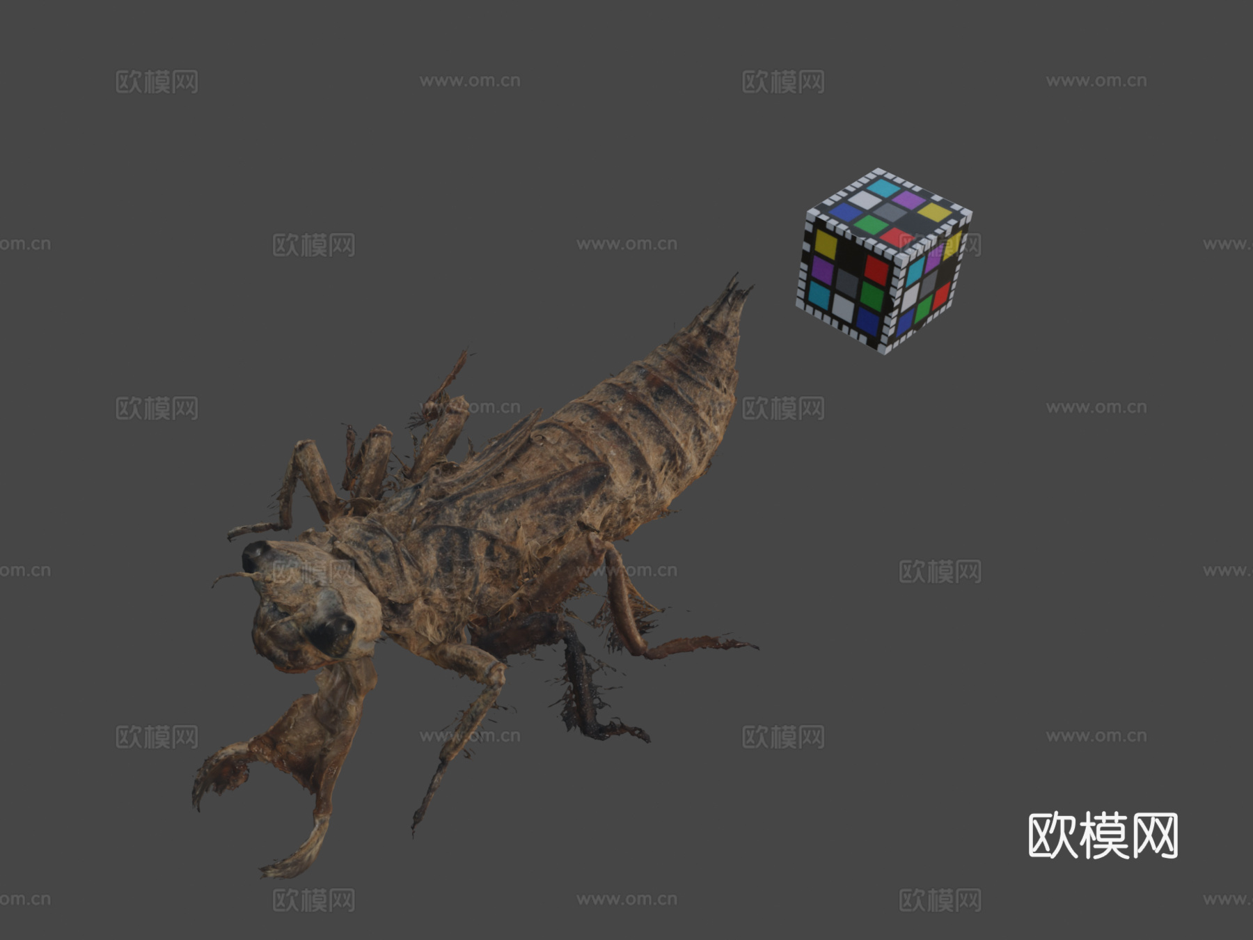 公共领域 大蜻蜓 金环蜻蜓A. sieboldii3d模型下载（渲染图1）