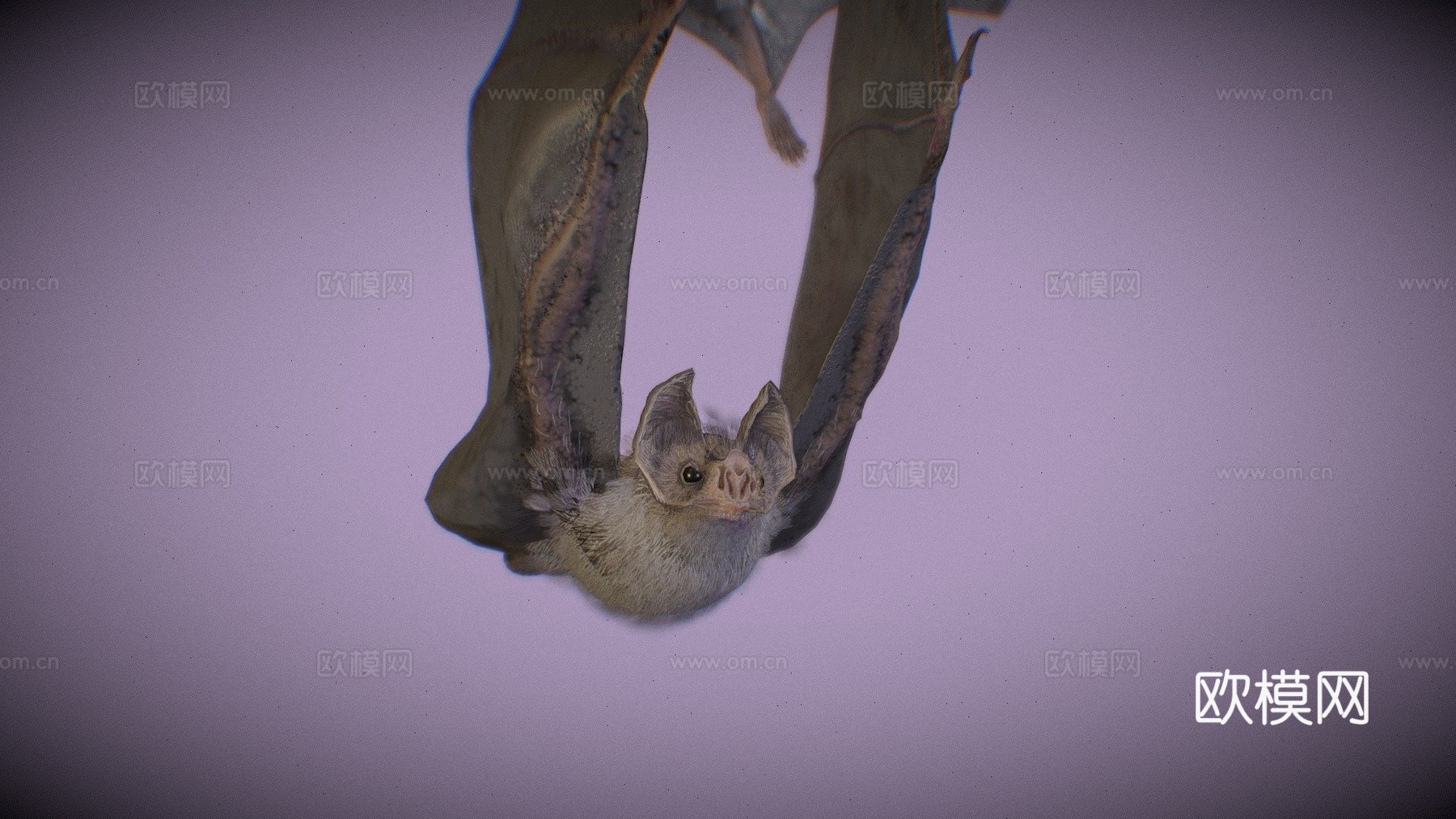 普通吸血蝠圆头叶口蝠3d模型下载（渲染图1）