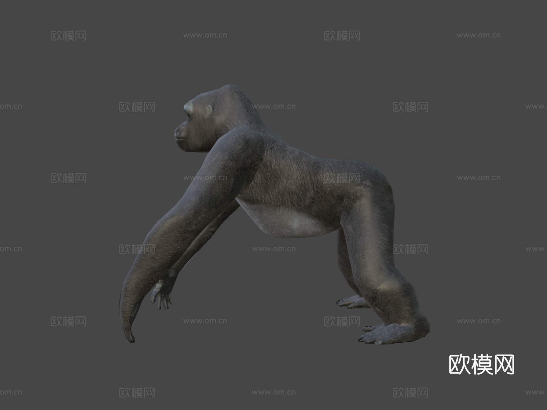大猩猩3d模型下载（渲染图6）
