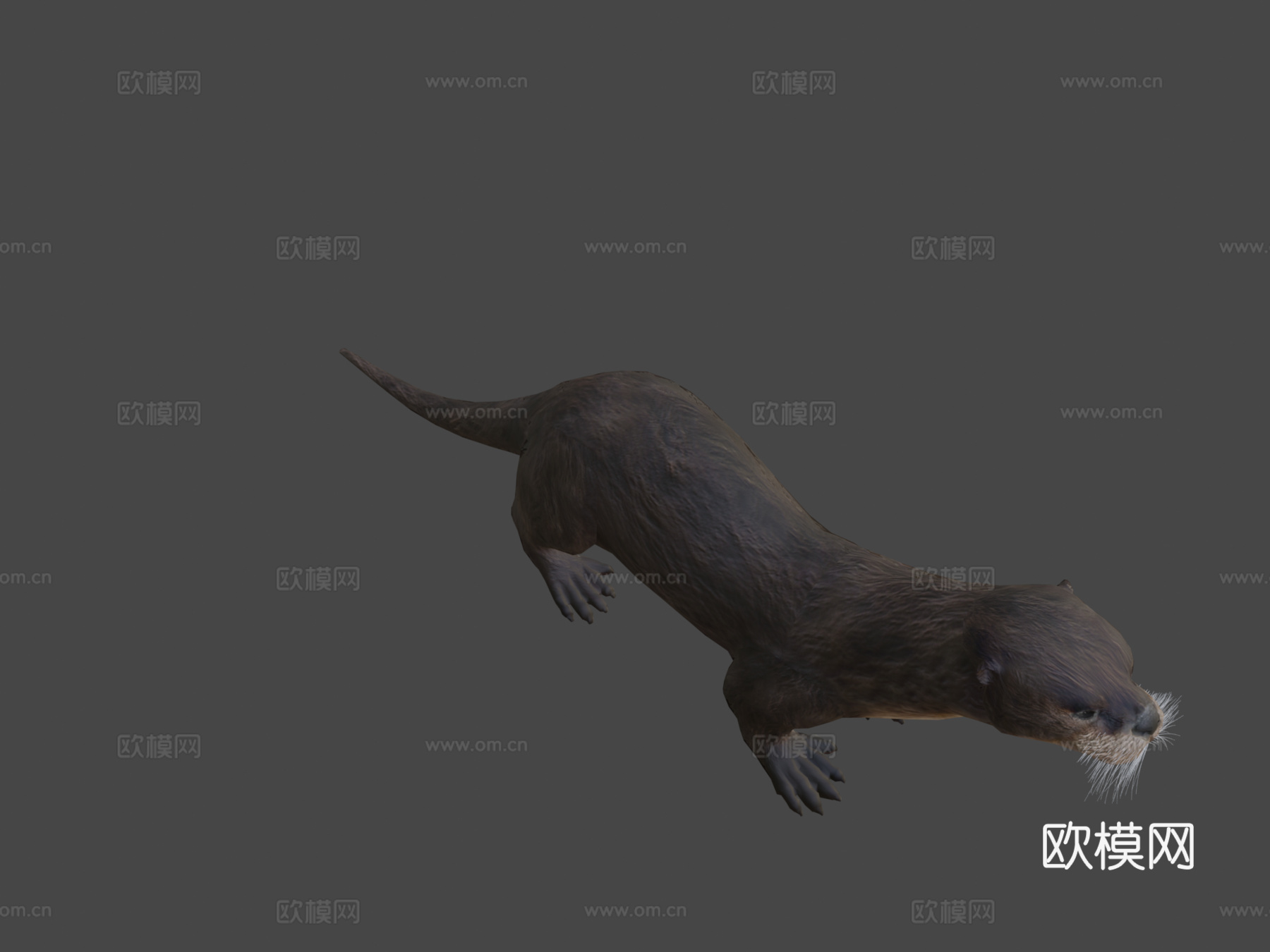 威林挑衅水獭3d模型下载（渲染图1）