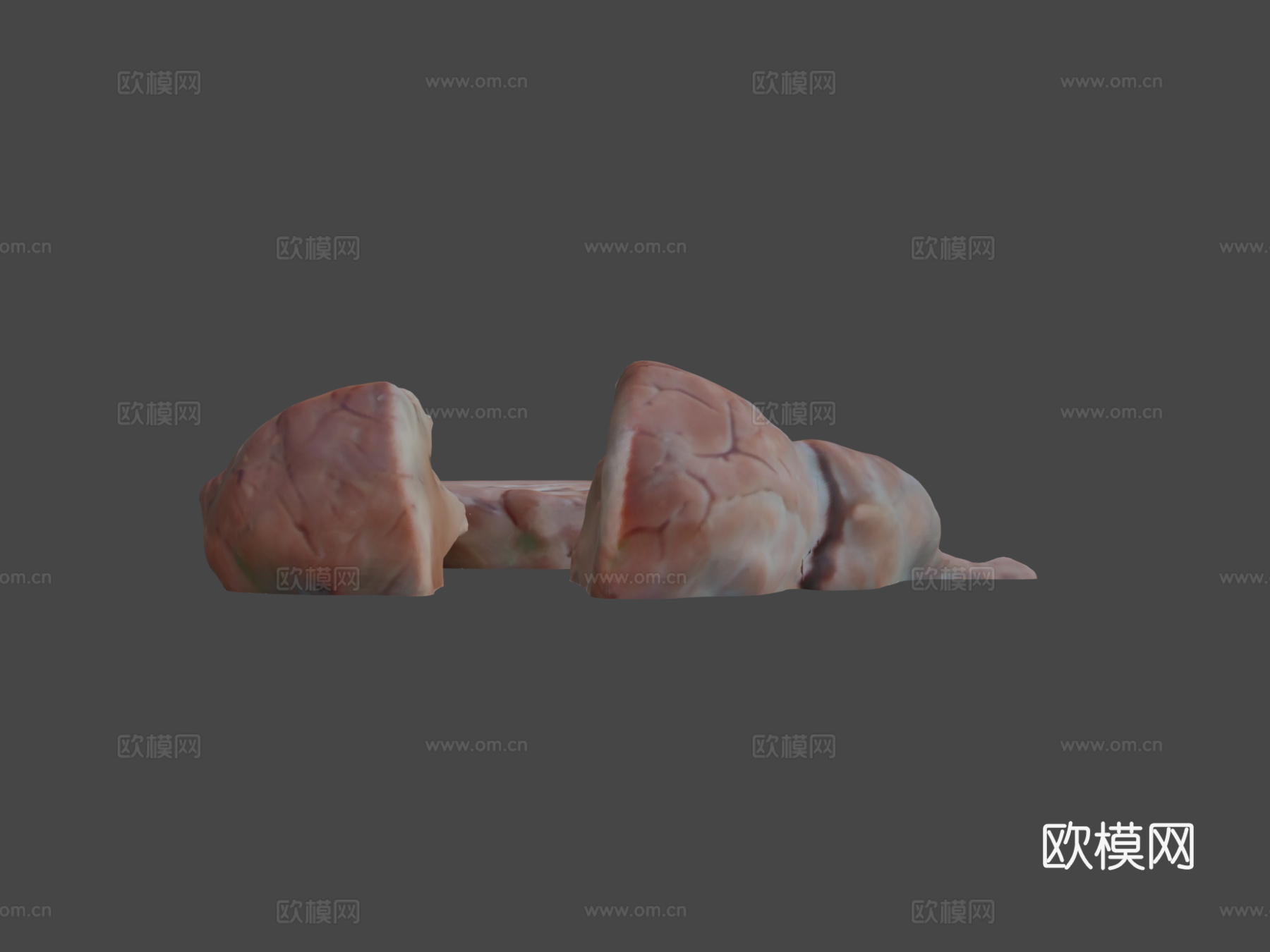绵羊脑3d模型下载（渲染图6）