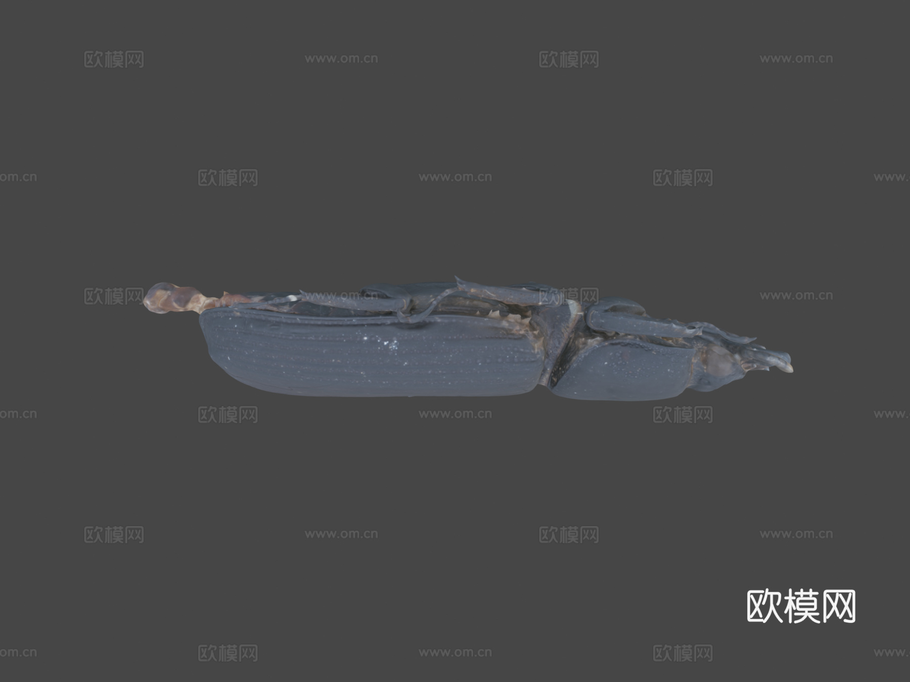 帕萨卢斯考皮正模标本自然历史数字档案馆3d模型下载（渲染图6）