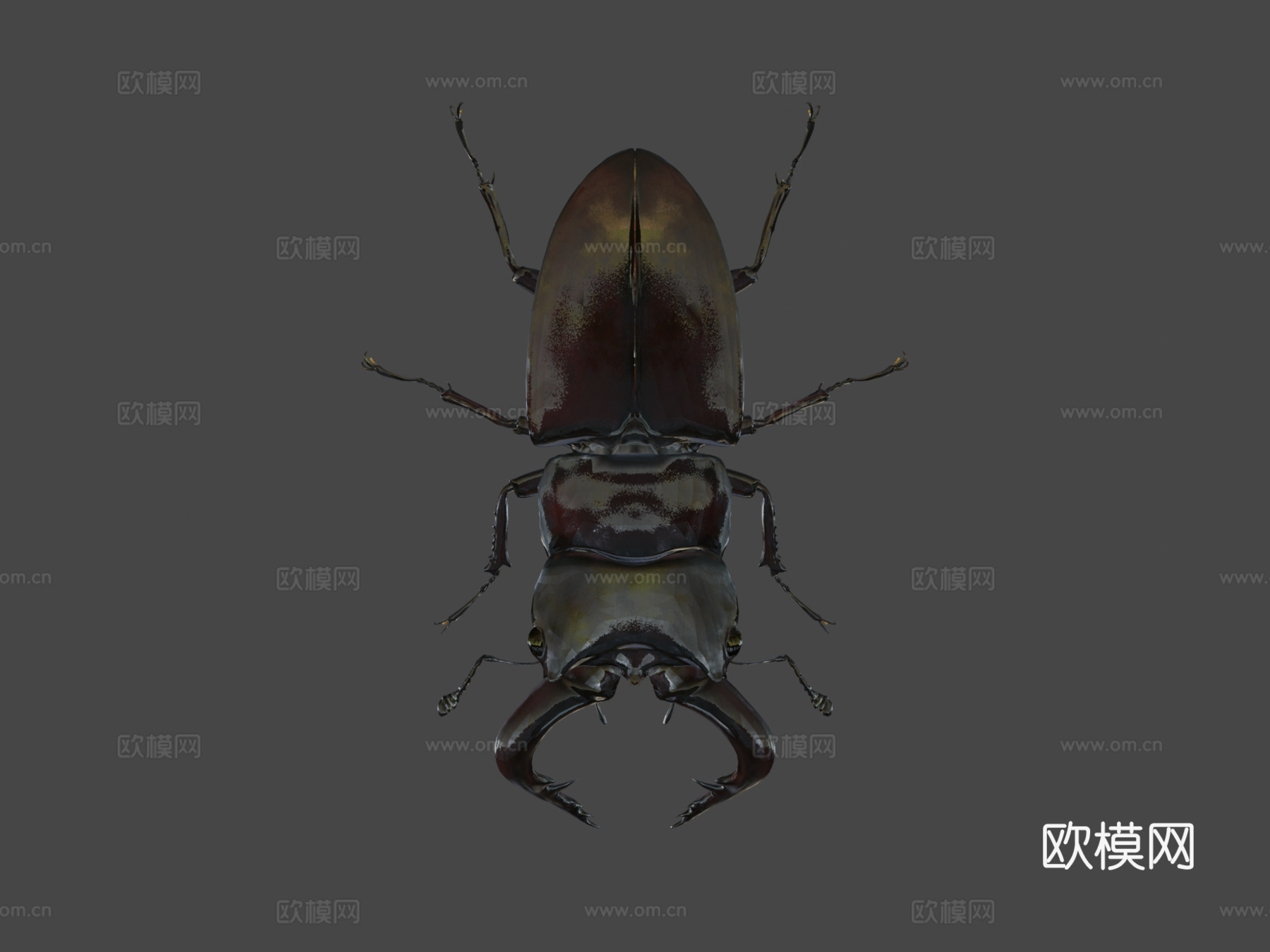 倾斜锹形虫3d模型下载（渲染图8）