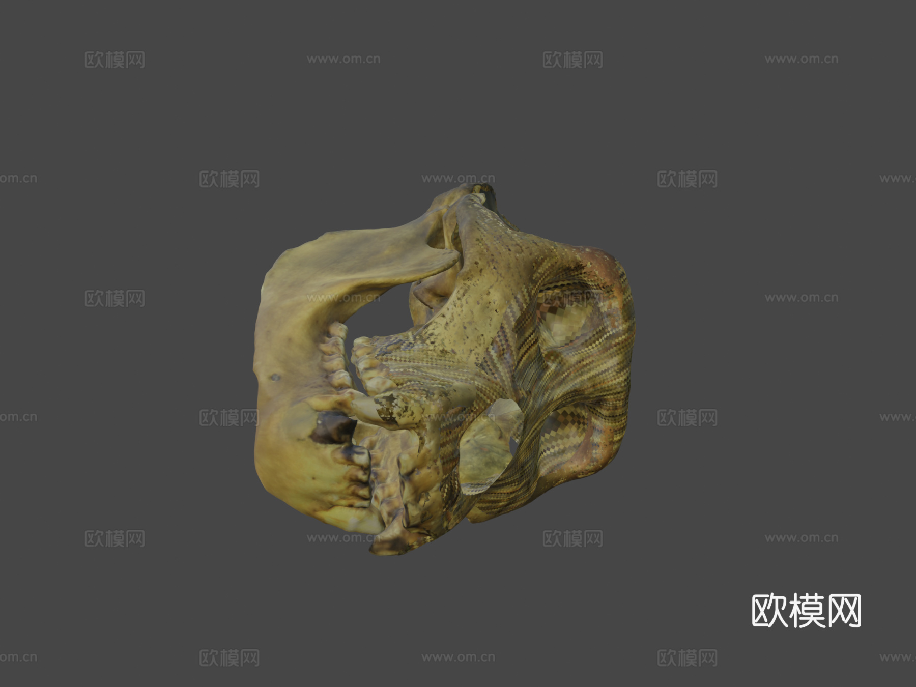 大猩猩3d模型下载（渲染图7）