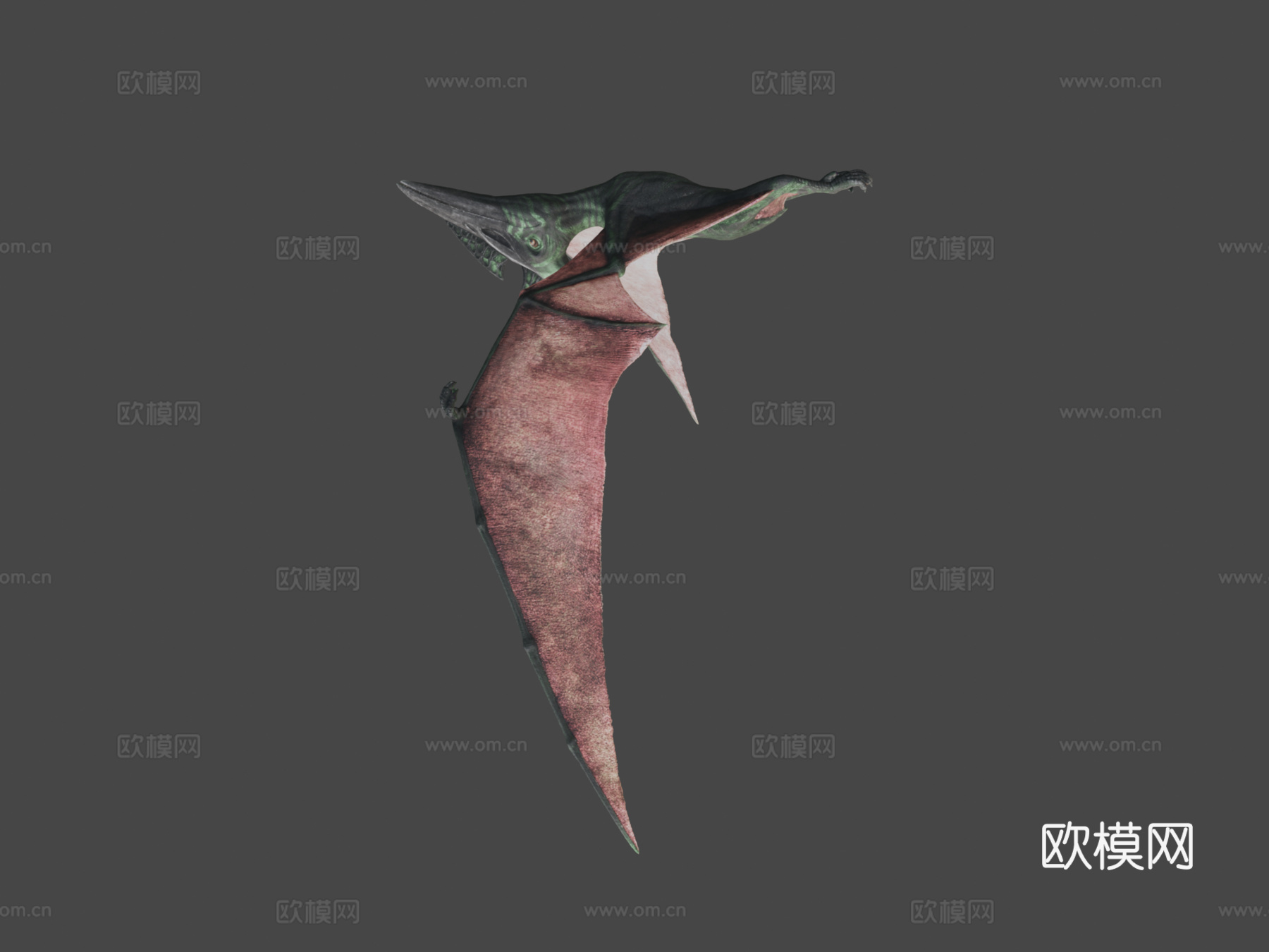 无齿翼龙3d模型下载（渲染图8）
