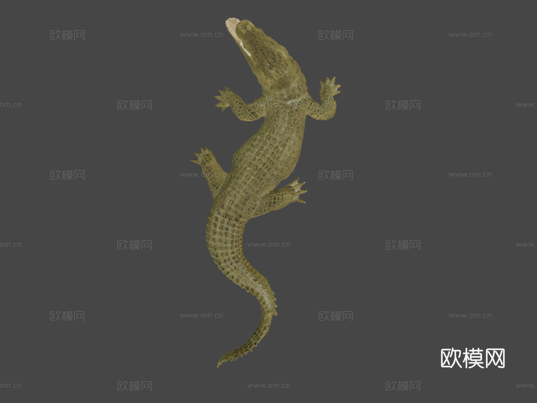 尼罗鳄3d模型下载（渲染图7）