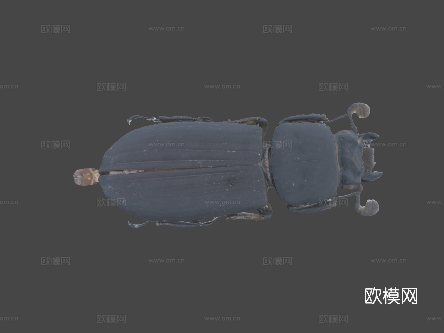 帕萨卢斯考皮正模标本自然历史数字档案馆3d模型下载（渲染图8）