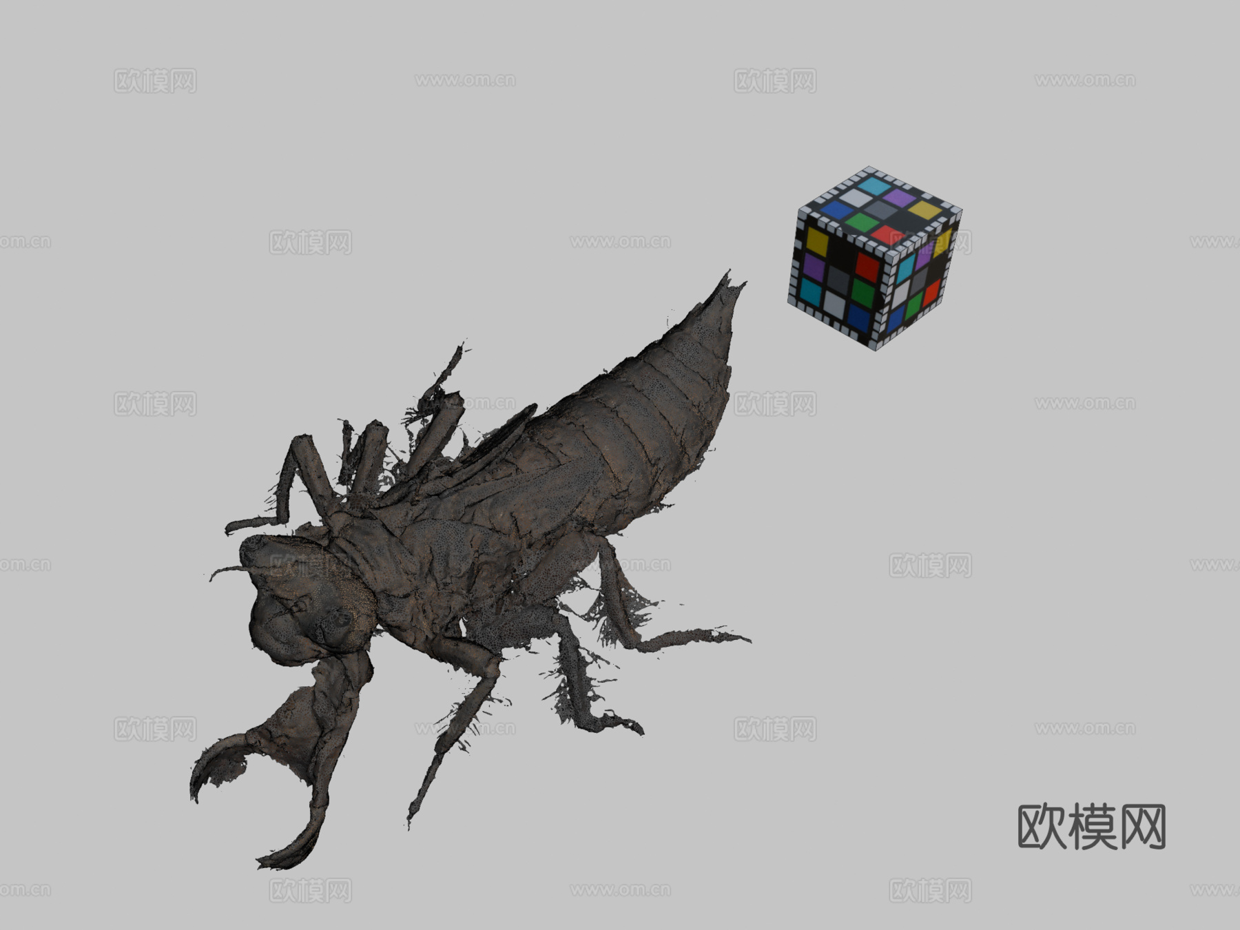 公共领域 大蜻蜓 金环蜻蜓A. sieboldii3d模型下载（渲染图2）