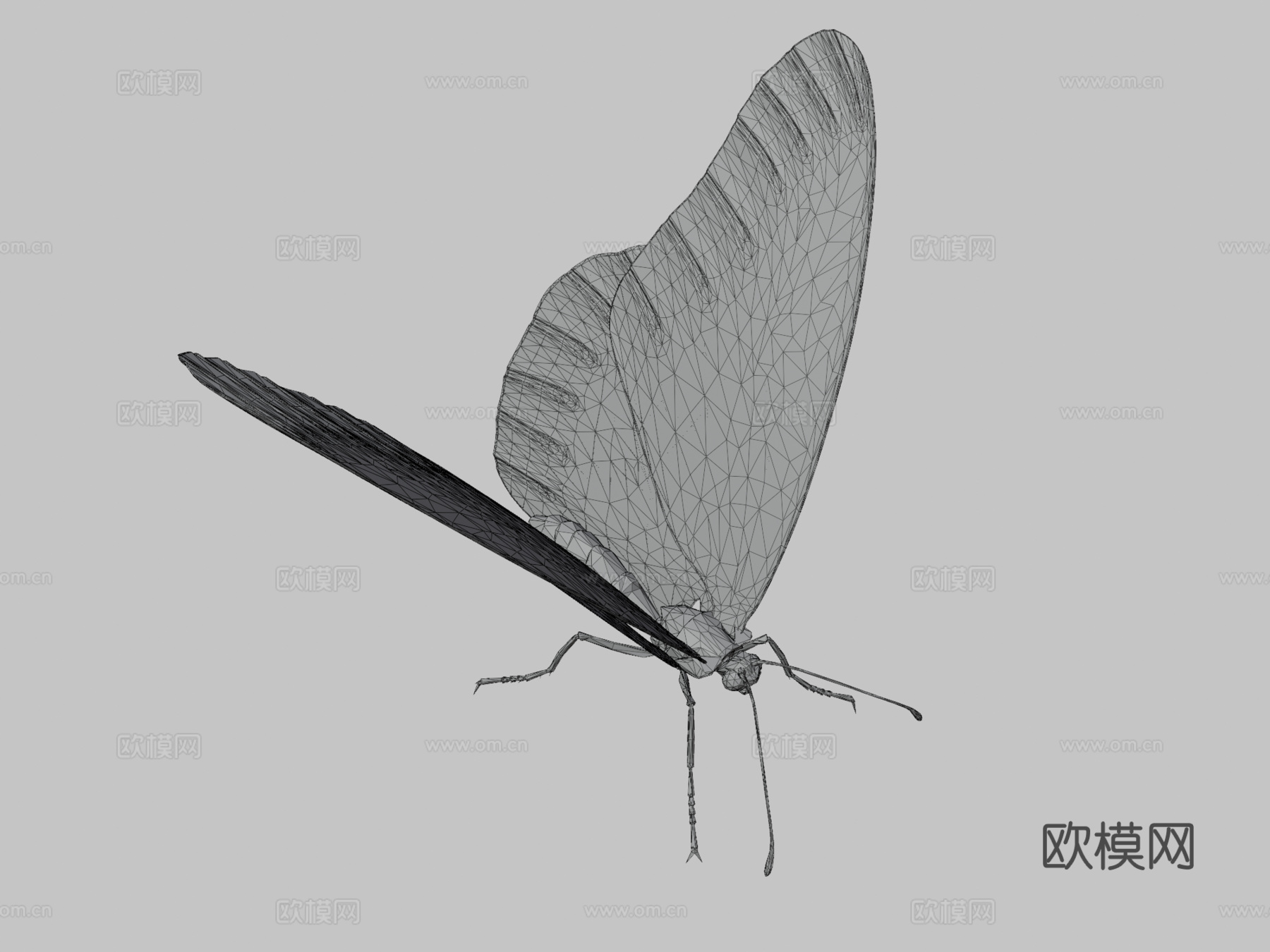 蝴蝶橙色低多边形艺术昆虫3d模型下载（渲染图3）