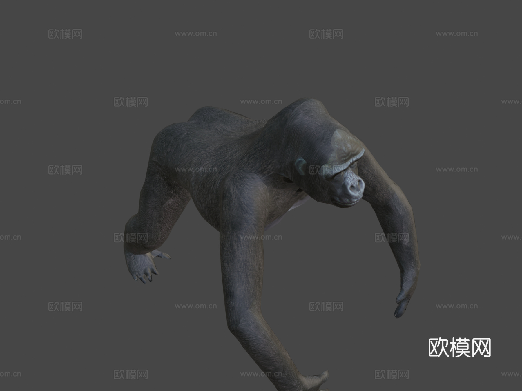 大猩猩3d模型下载（渲染图7）