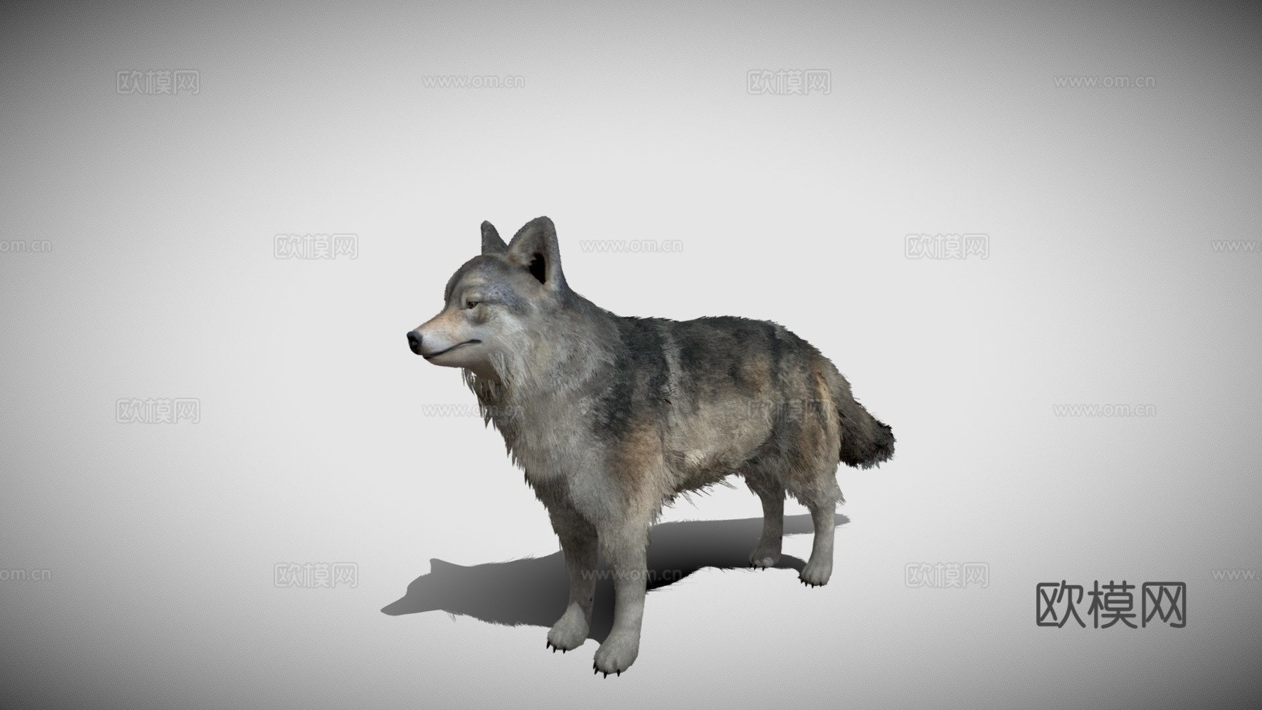 逼真狼3d模型下载（渲染图1）