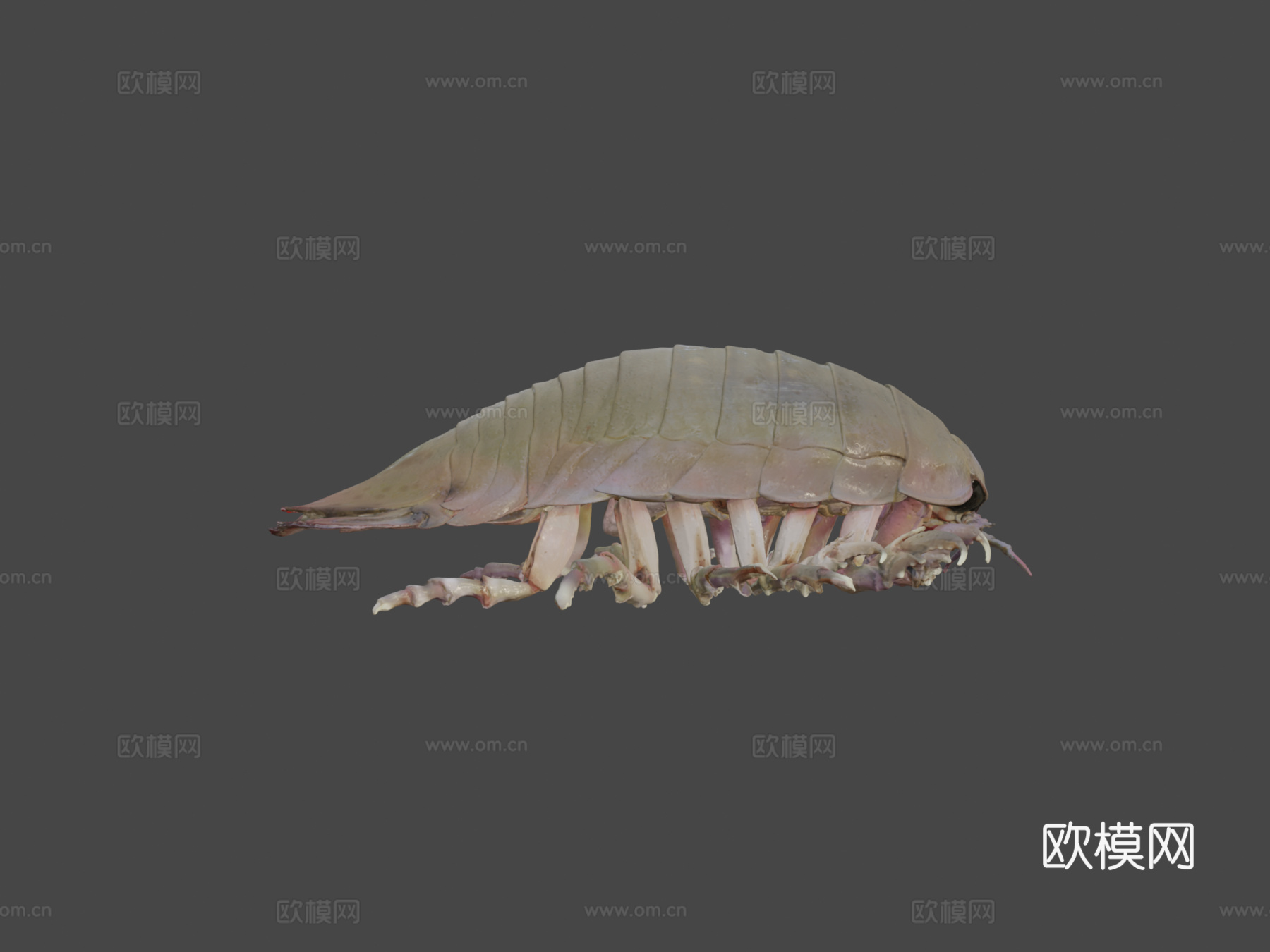 巨型等足虫3d模型下载（渲染图5）