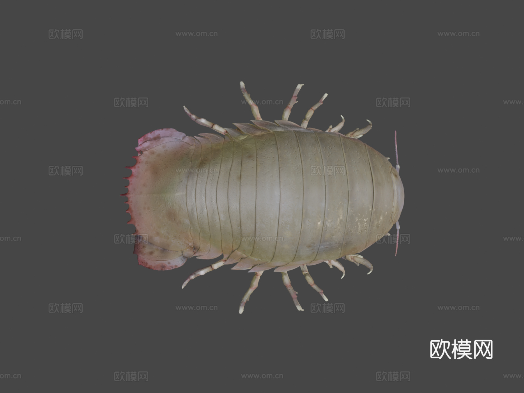 巨型等足虫3d模型下载（渲染图7）