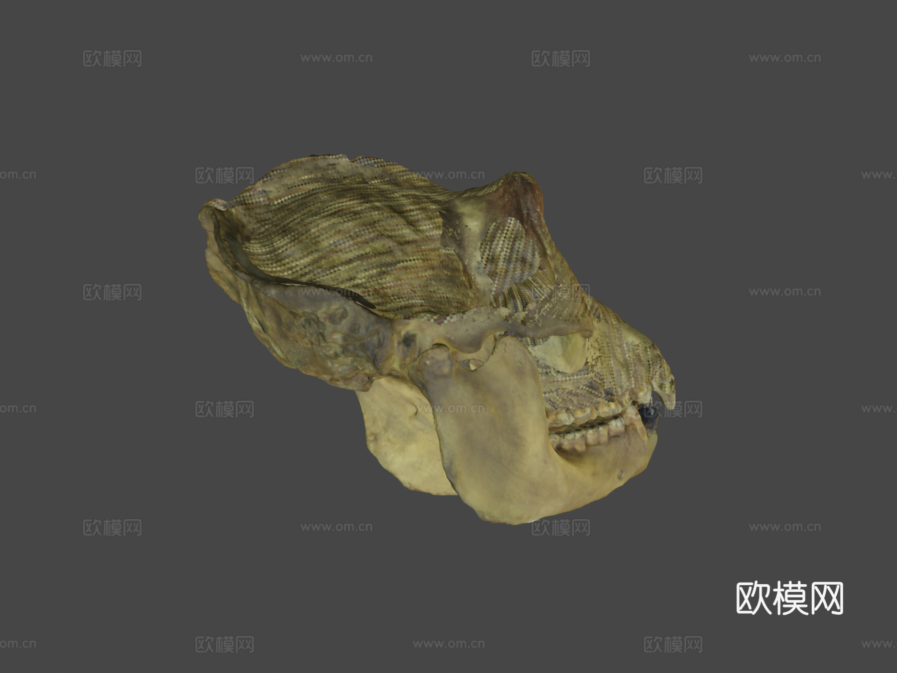 大猩猩3d模型下载（渲染图6）