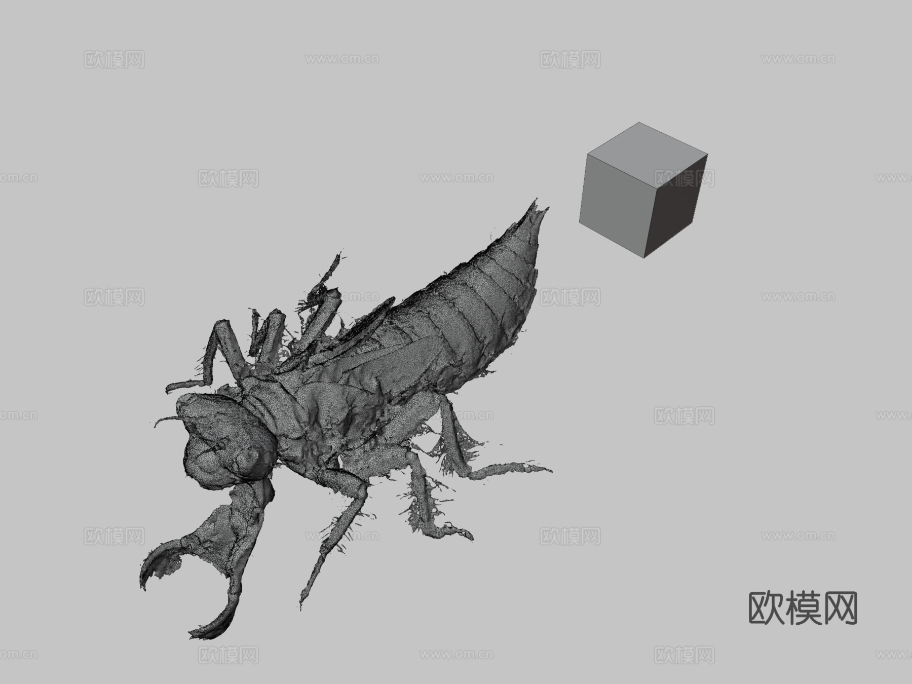 公共领域 大蜻蜓 金环蜻蜓A. sieboldii3d模型下载（渲染图3）