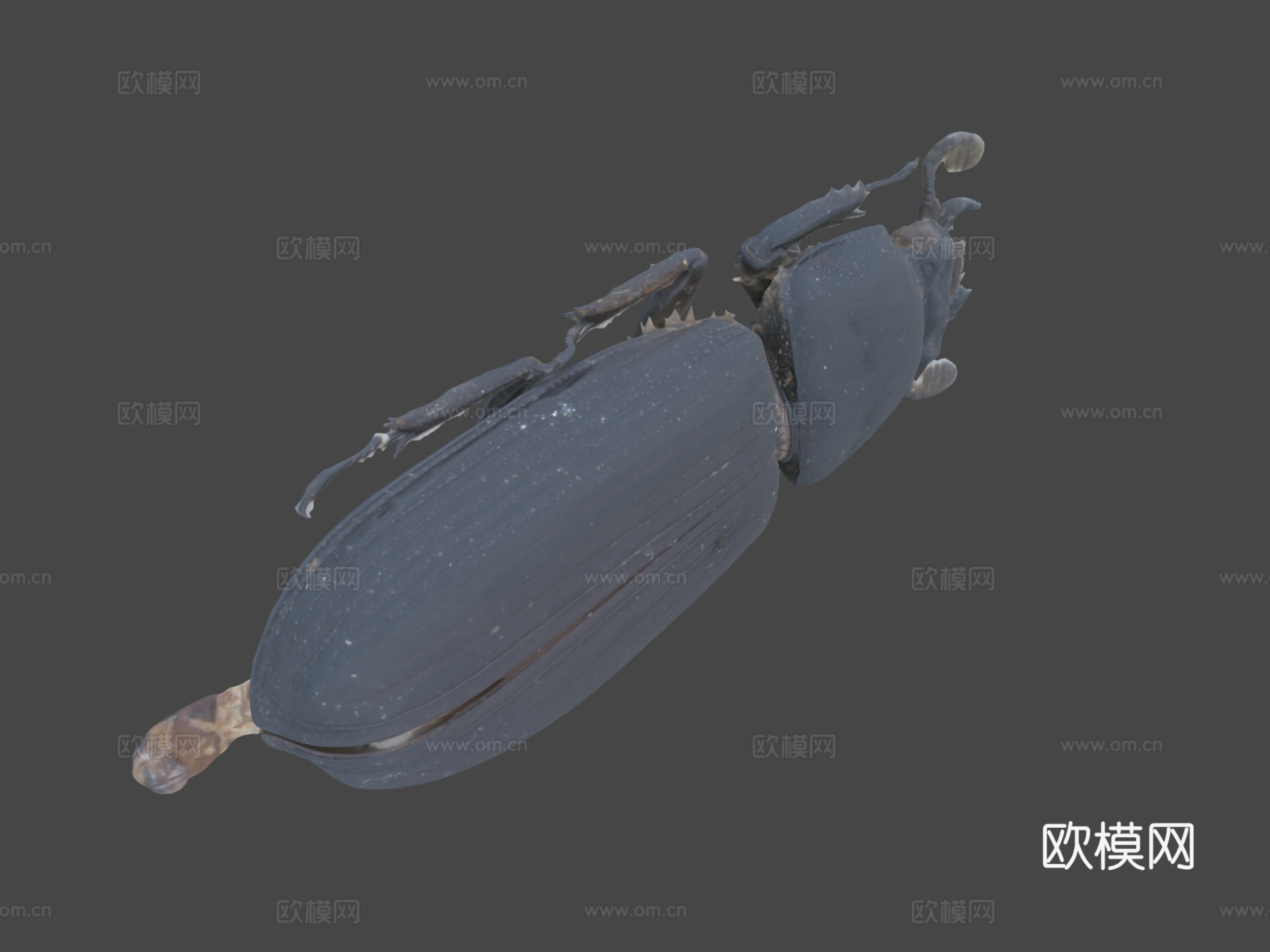 帕萨卢斯考皮正模标本自然历史数字档案馆3d模型下载（渲染图7）