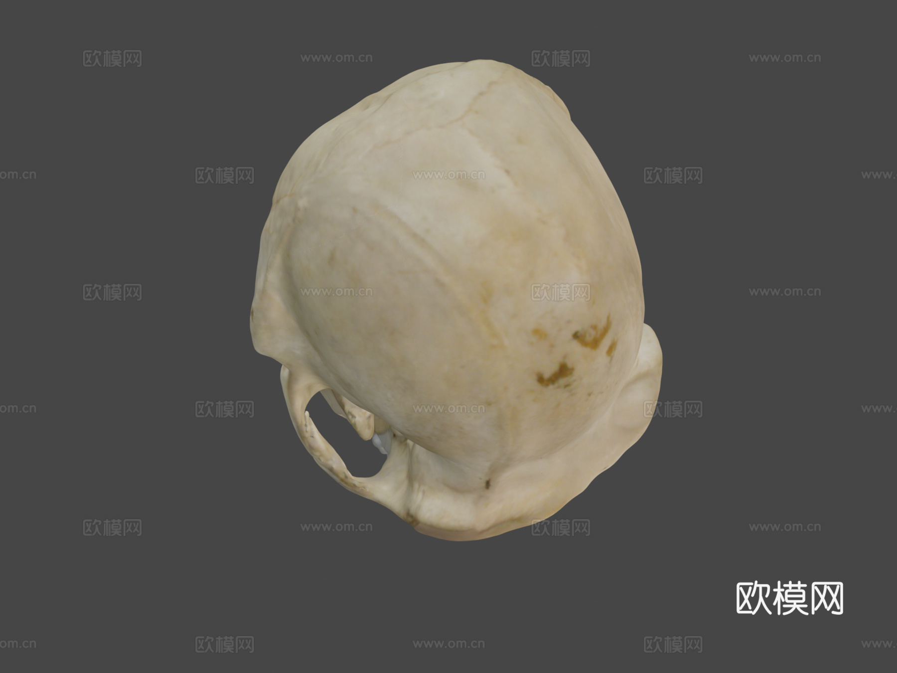 哺乳动物  黑猩猩3d模型下载（渲染图1）