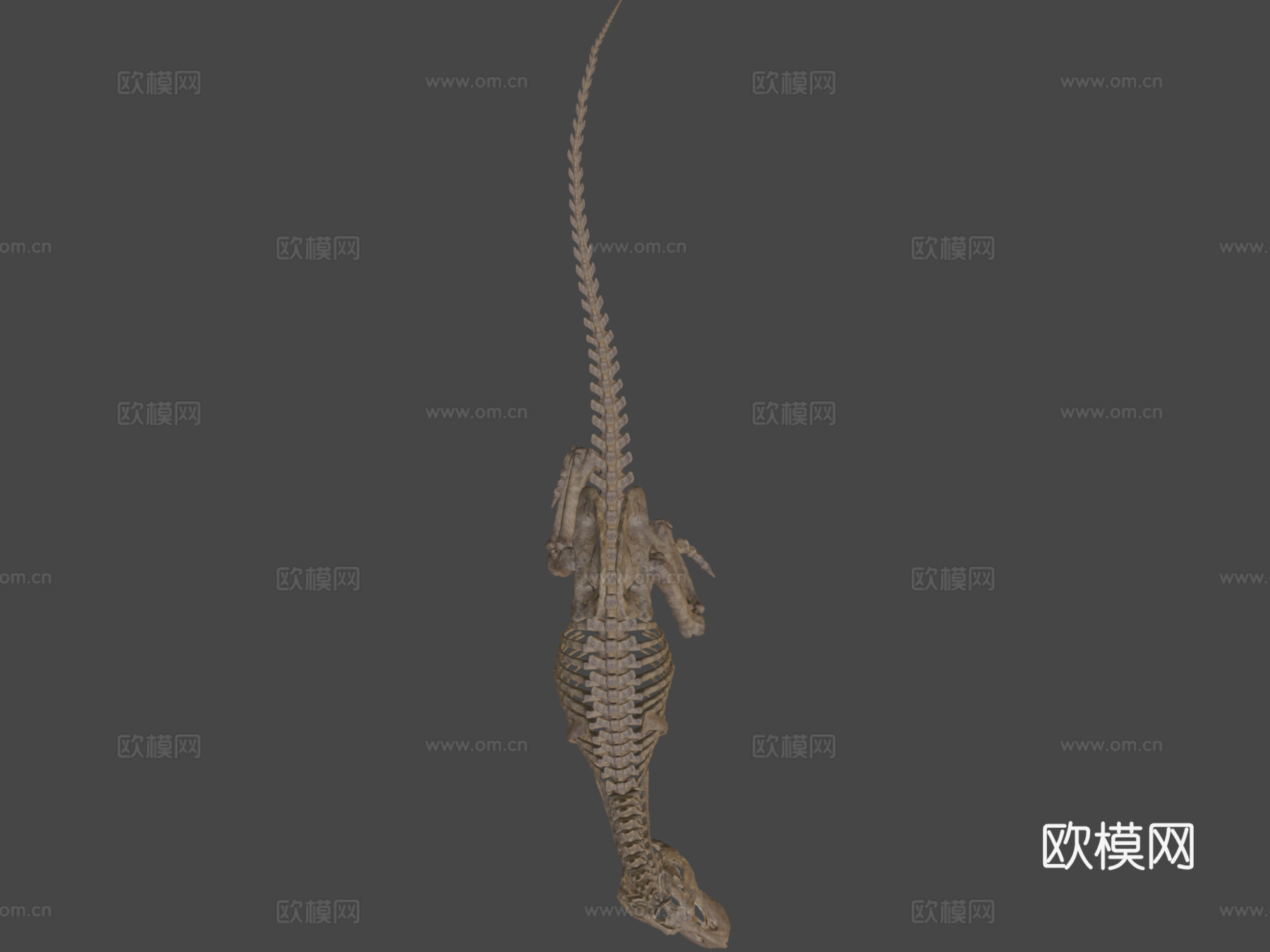 霸王龙骨架3d模型下载（渲染图6）