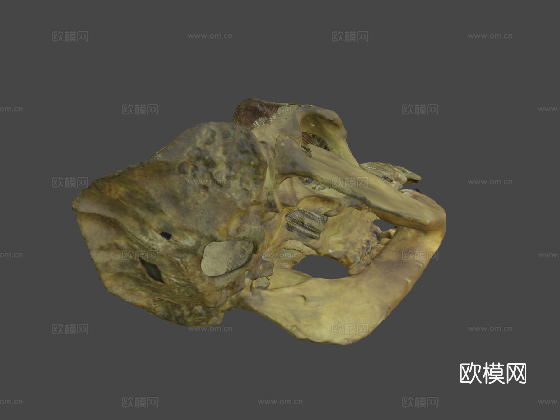 大猩猩3d模型下载（渲染图8）