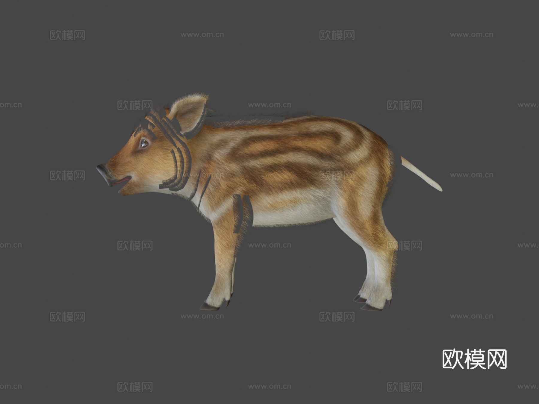 野猪幼崽3d模型下载（渲染图7）