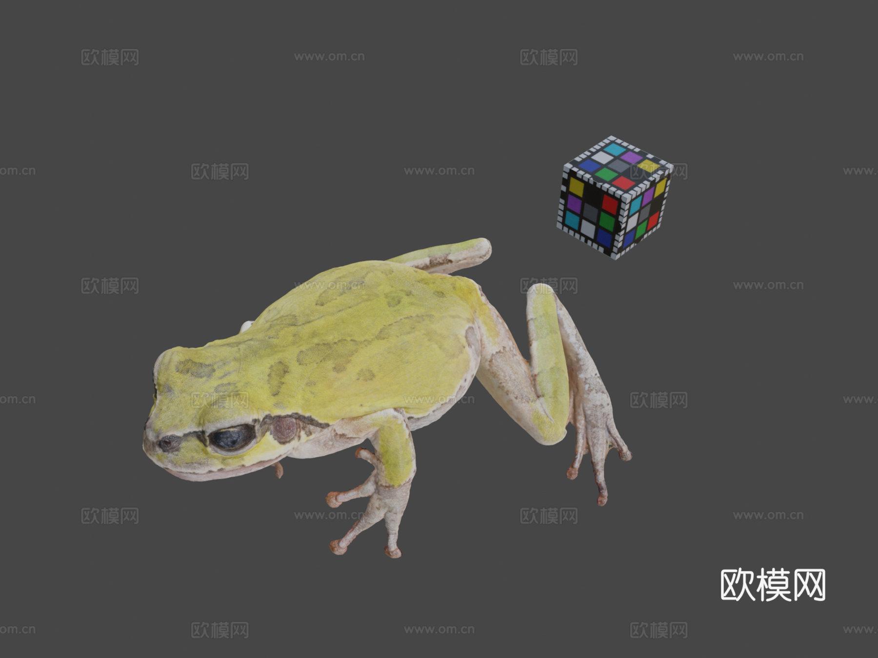 知识共享零 日本雨蛙  日本树蛙日本树蛙属3d模型下载（渲染图1）