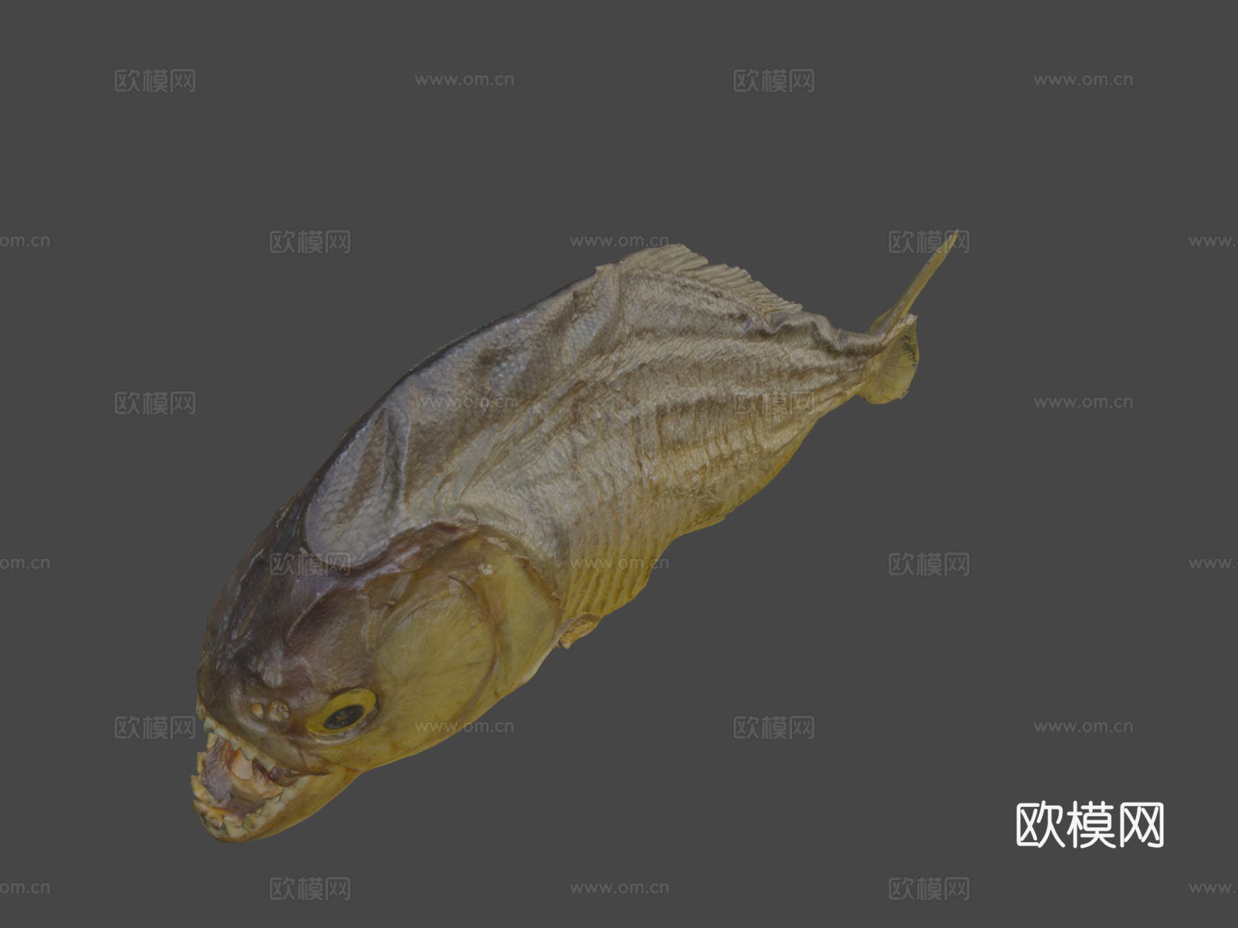 食人鱼3d模型下载（渲染图7）