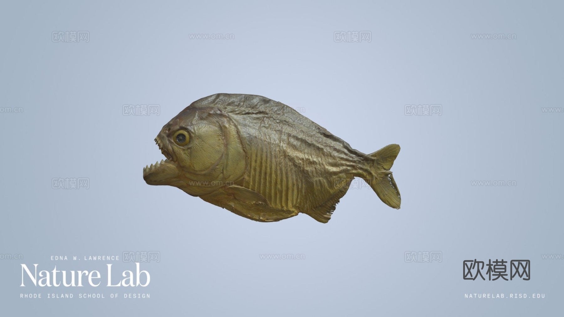 食人鱼3d模型下载（渲染图1）