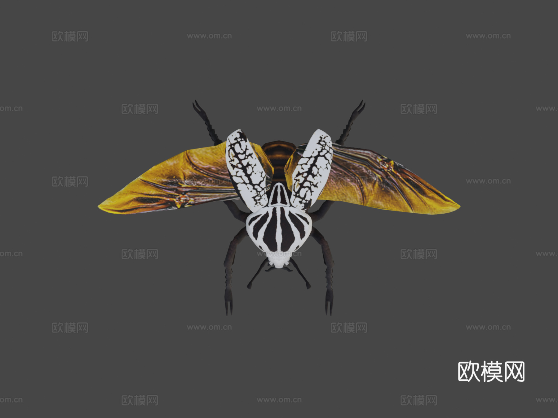 歌利亚甲虫3d模型下载（渲染图7）