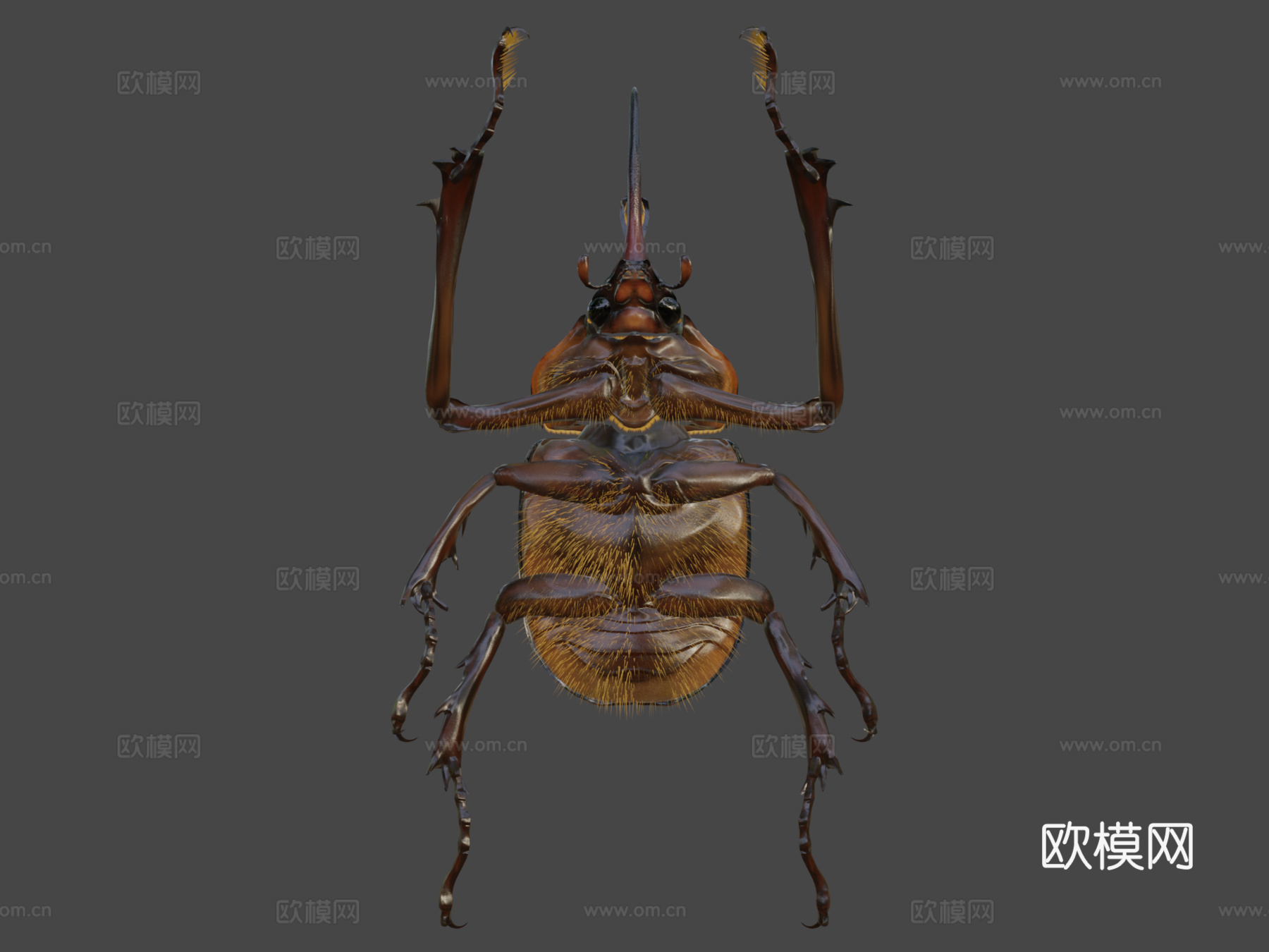 波特金龟3d模型下载（渲染图8）