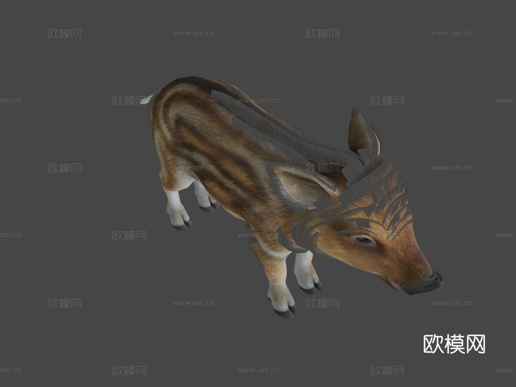 野猪幼崽3d模型下载（渲染图8）