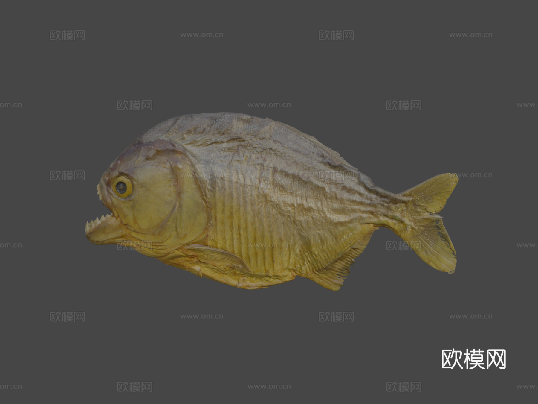 食人鱼3d模型下载（渲染图8）