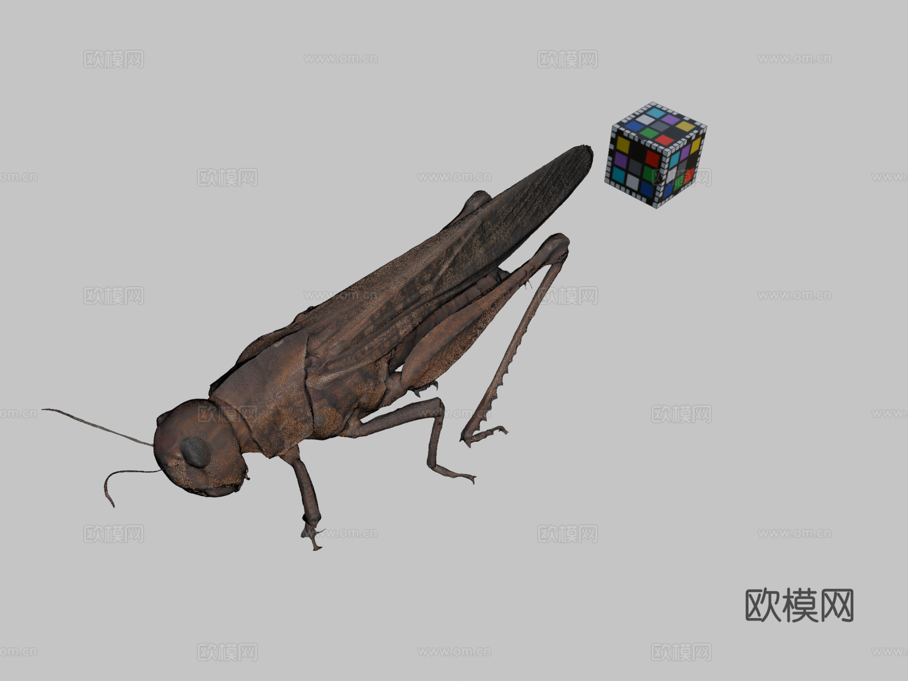 知识共享零 飞蝗   飞蝗飞蝗属3d模型下载（渲染图2）