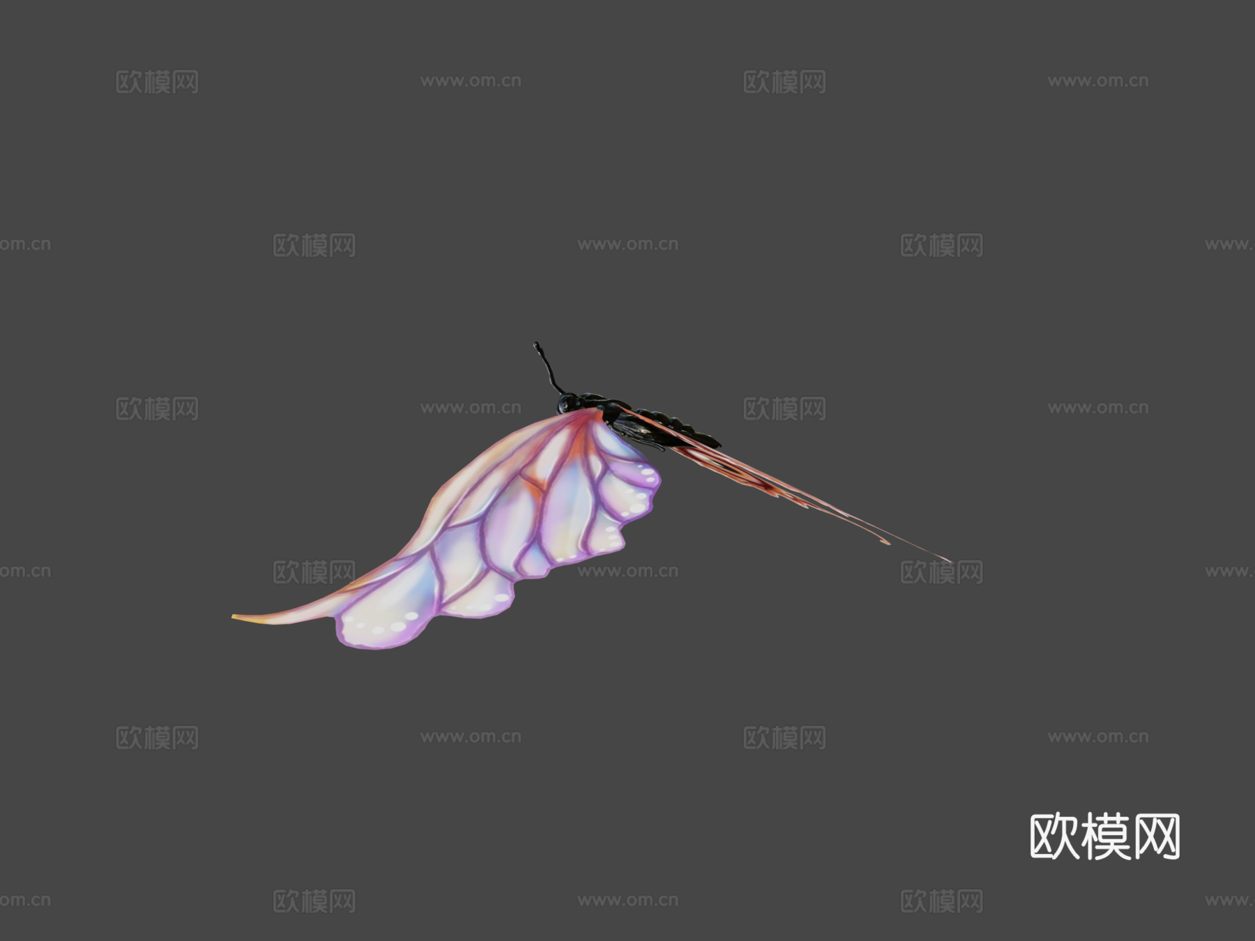 蝴蝶3d模型下载（渲染图6）