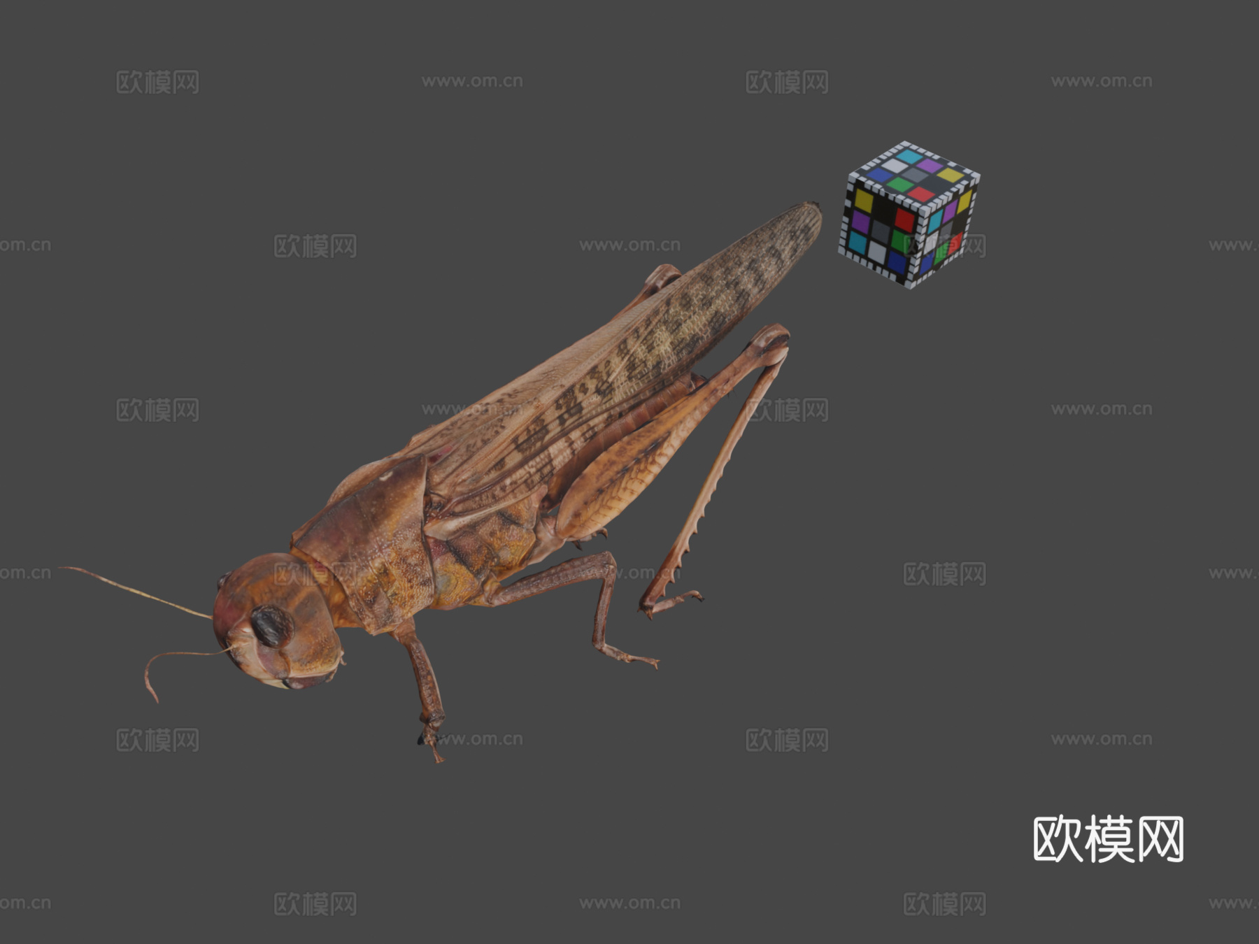 知识共享零 飞蝗   飞蝗飞蝗属3d模型下载（渲染图1）