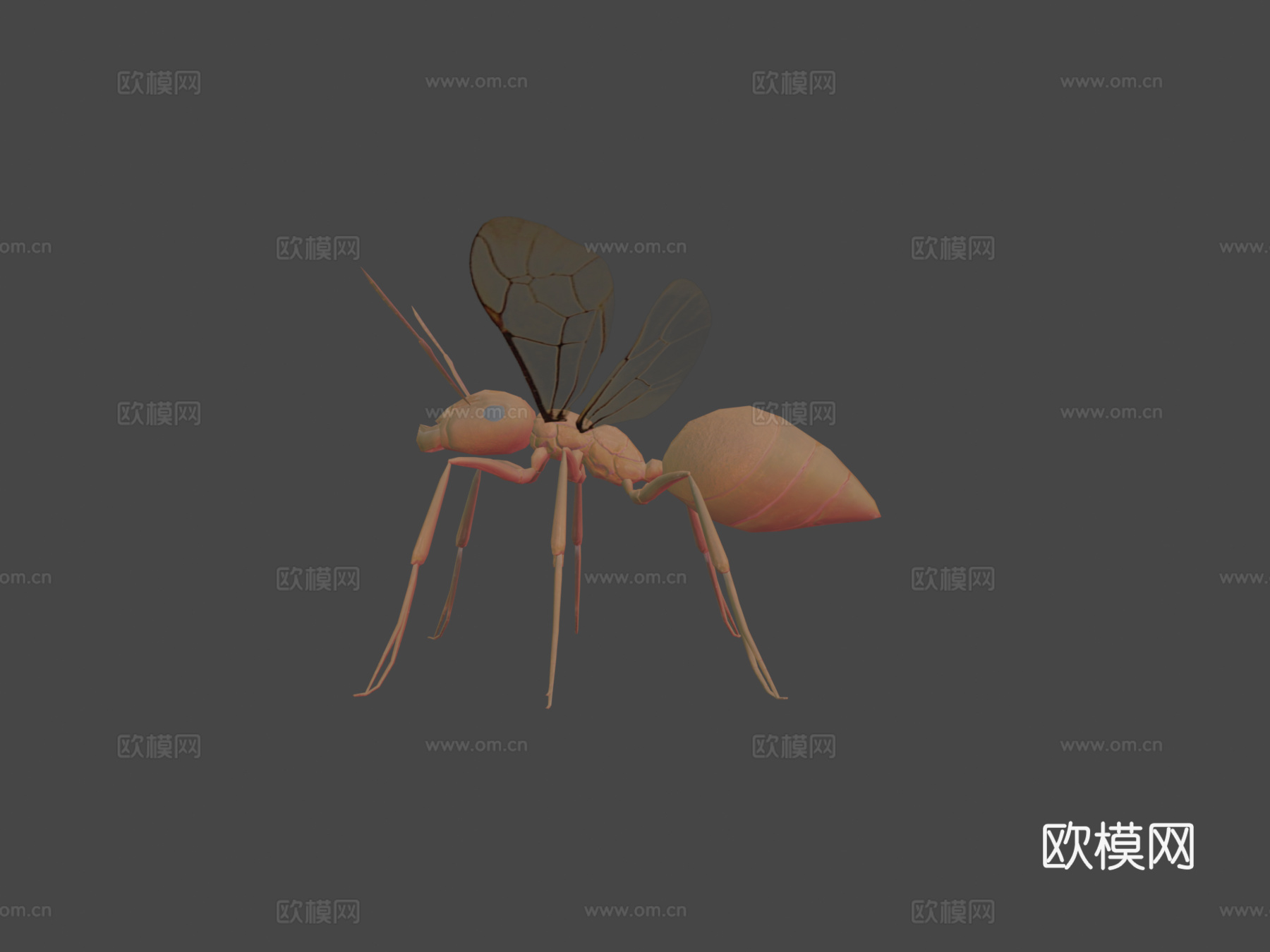 RT  蚂蚁  023d模型下载（渲染图6）