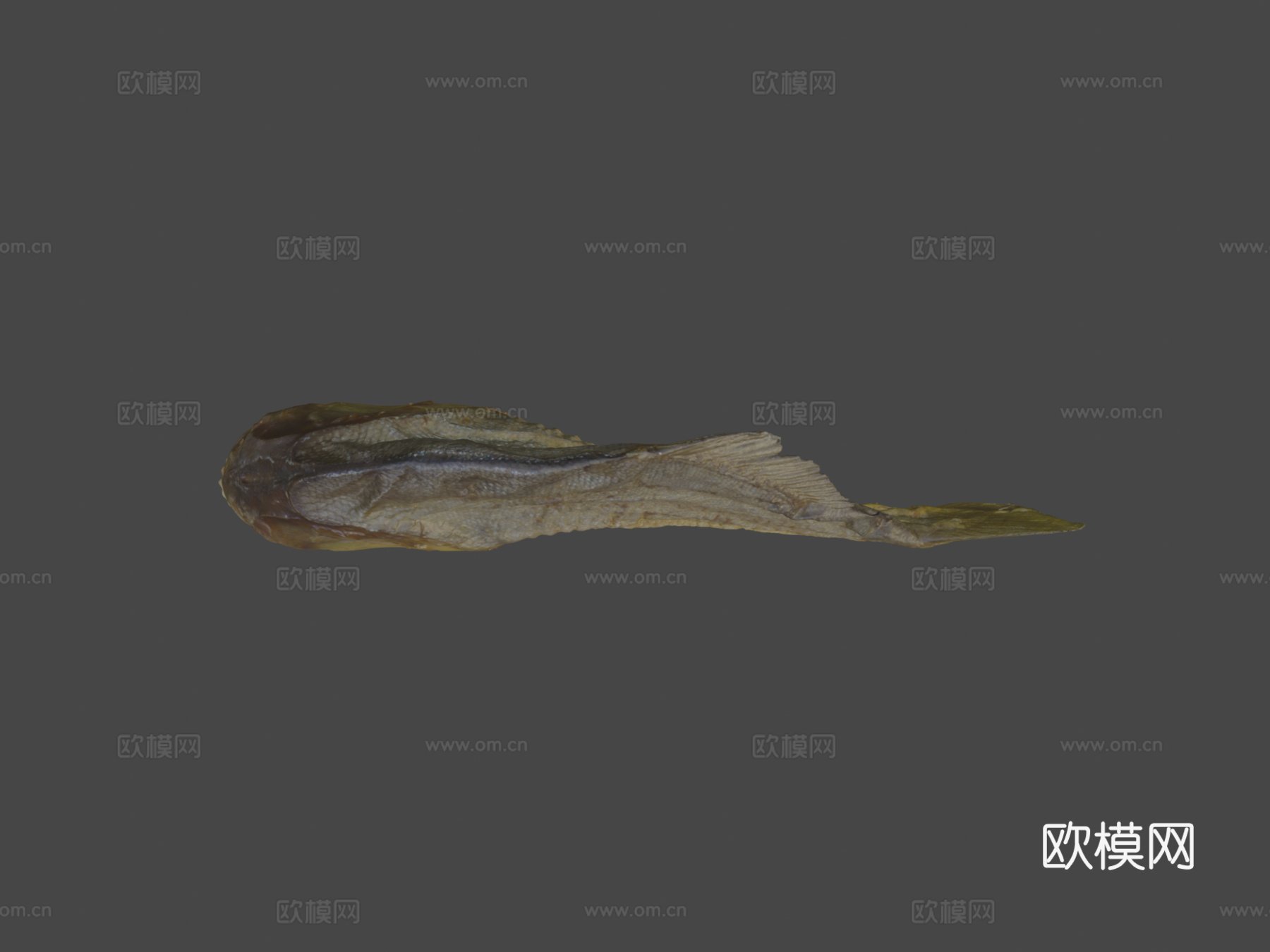 食人鱼3d模型下载（渲染图6）