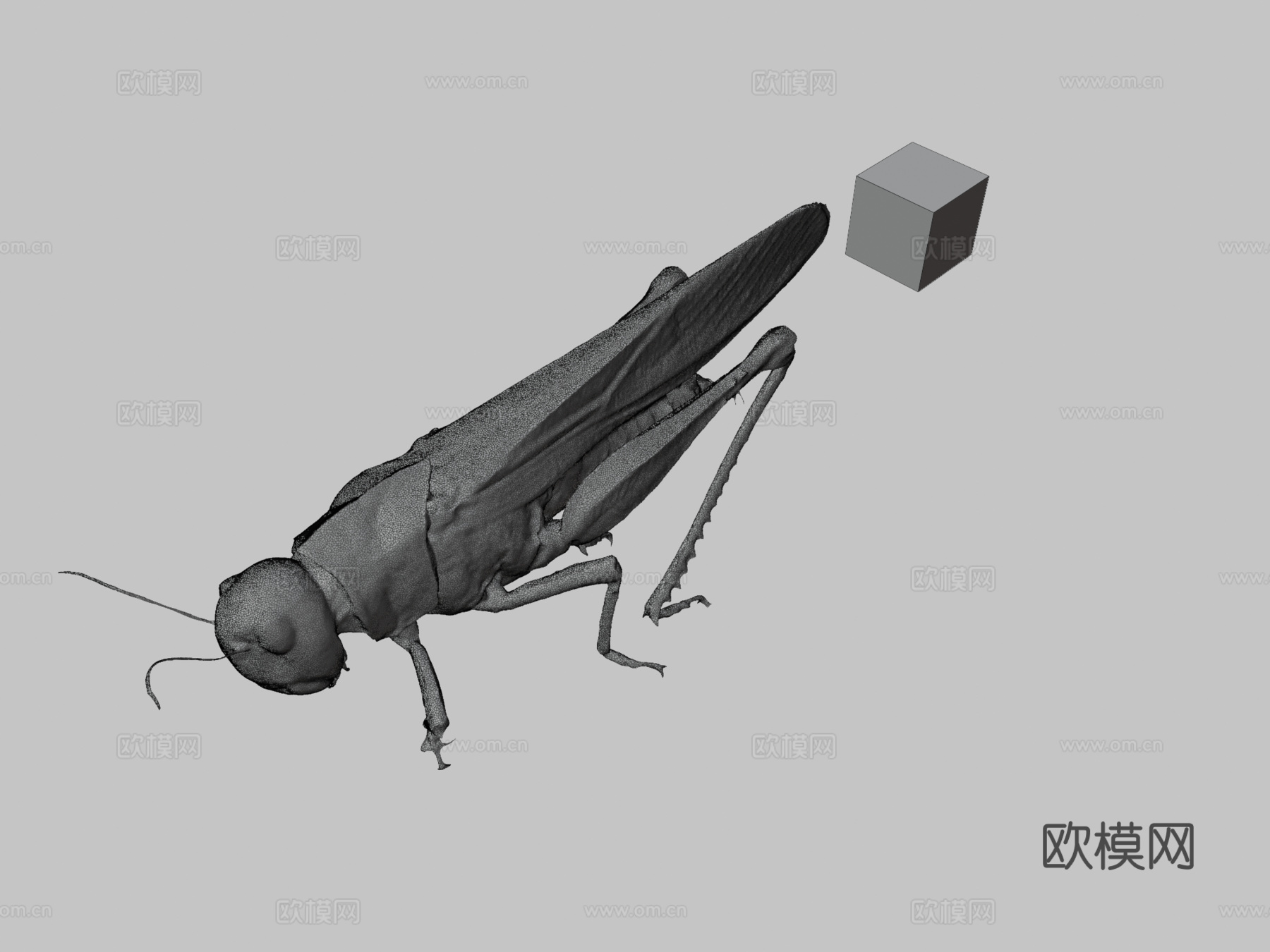 知识共享零 飞蝗   飞蝗飞蝗属3d模型下载（渲染图3）