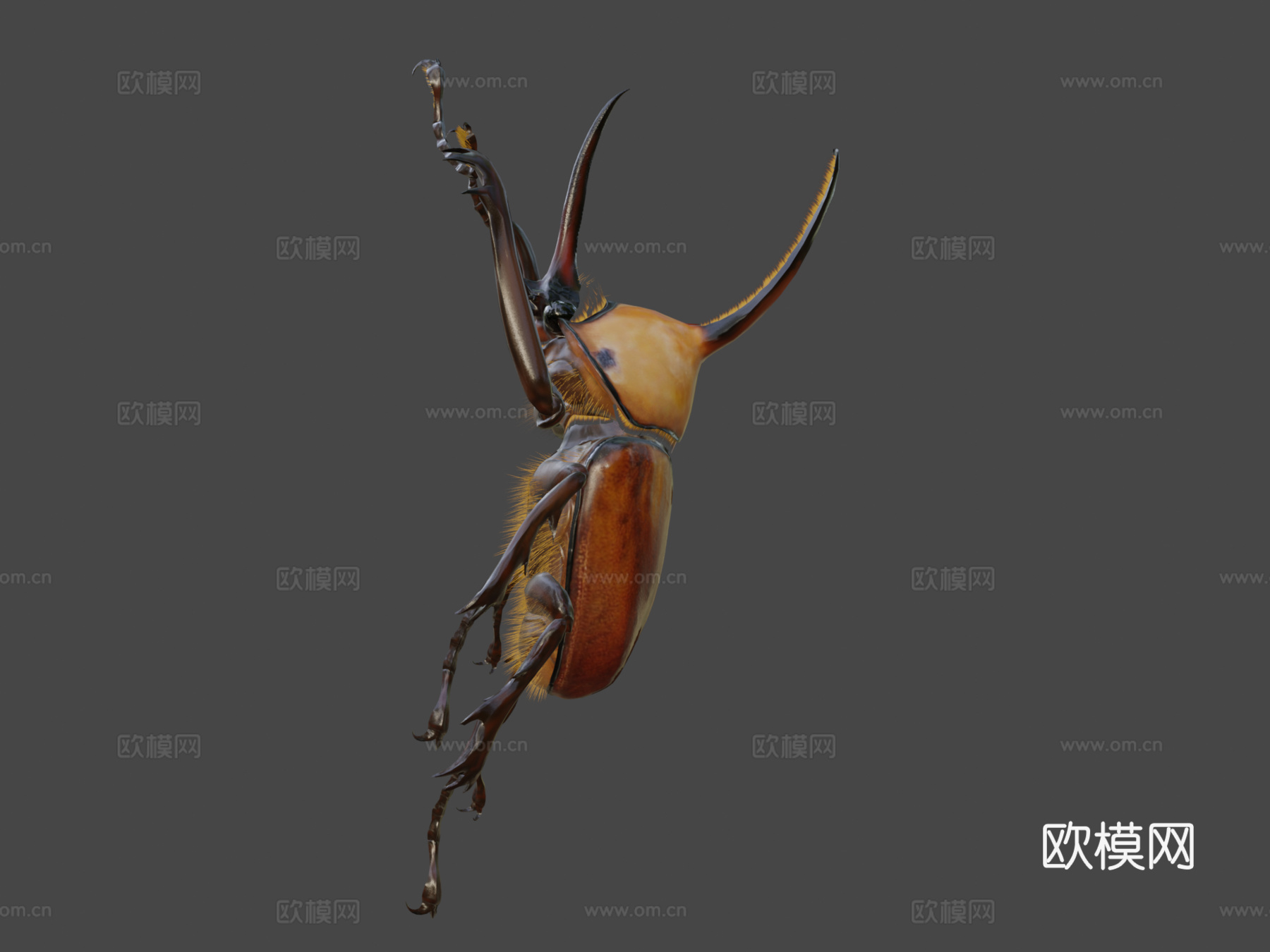 波特金龟3d模型下载（渲染图6）