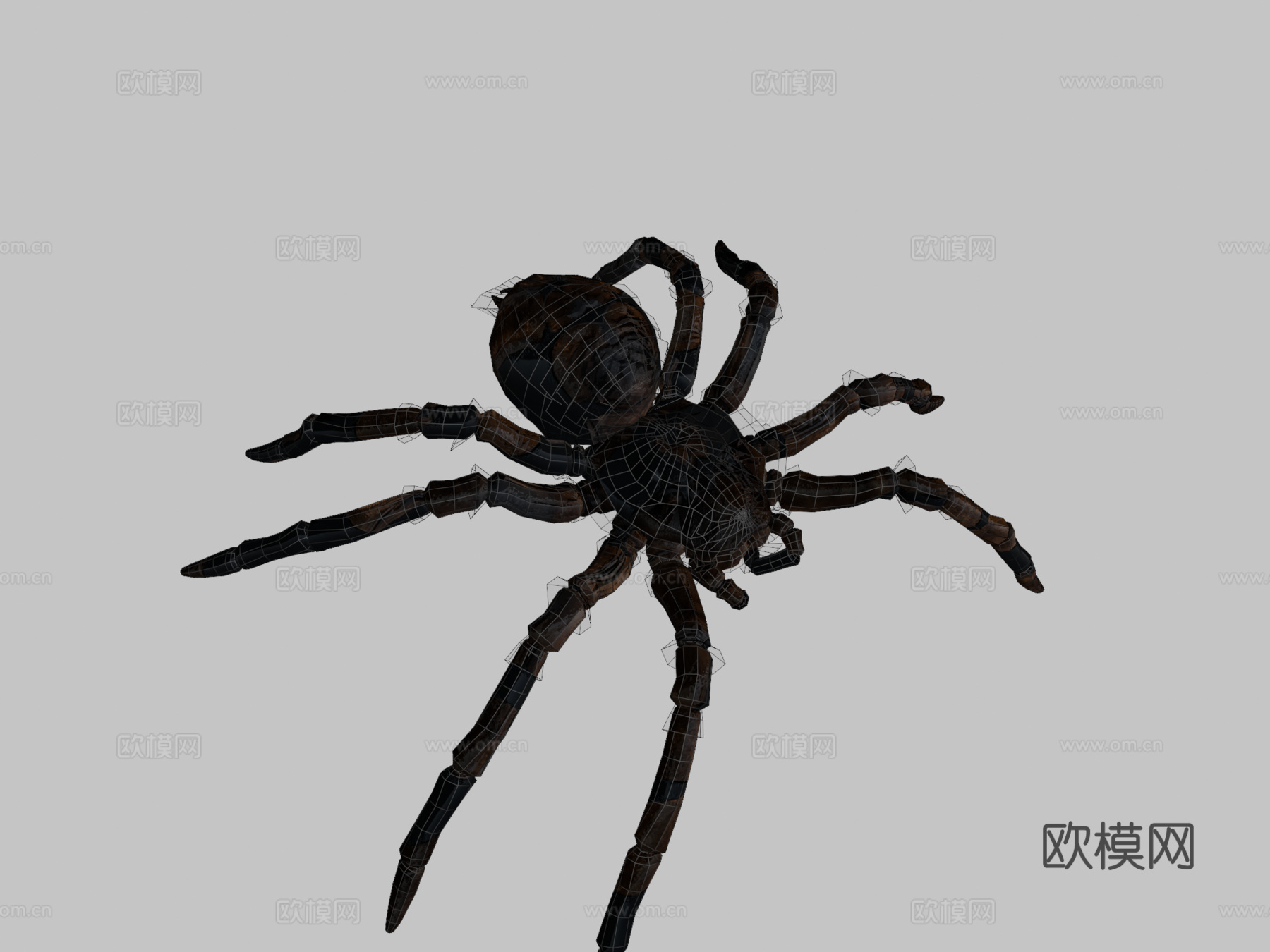 金发捕鸟蛛3d模型下载（渲染图2）