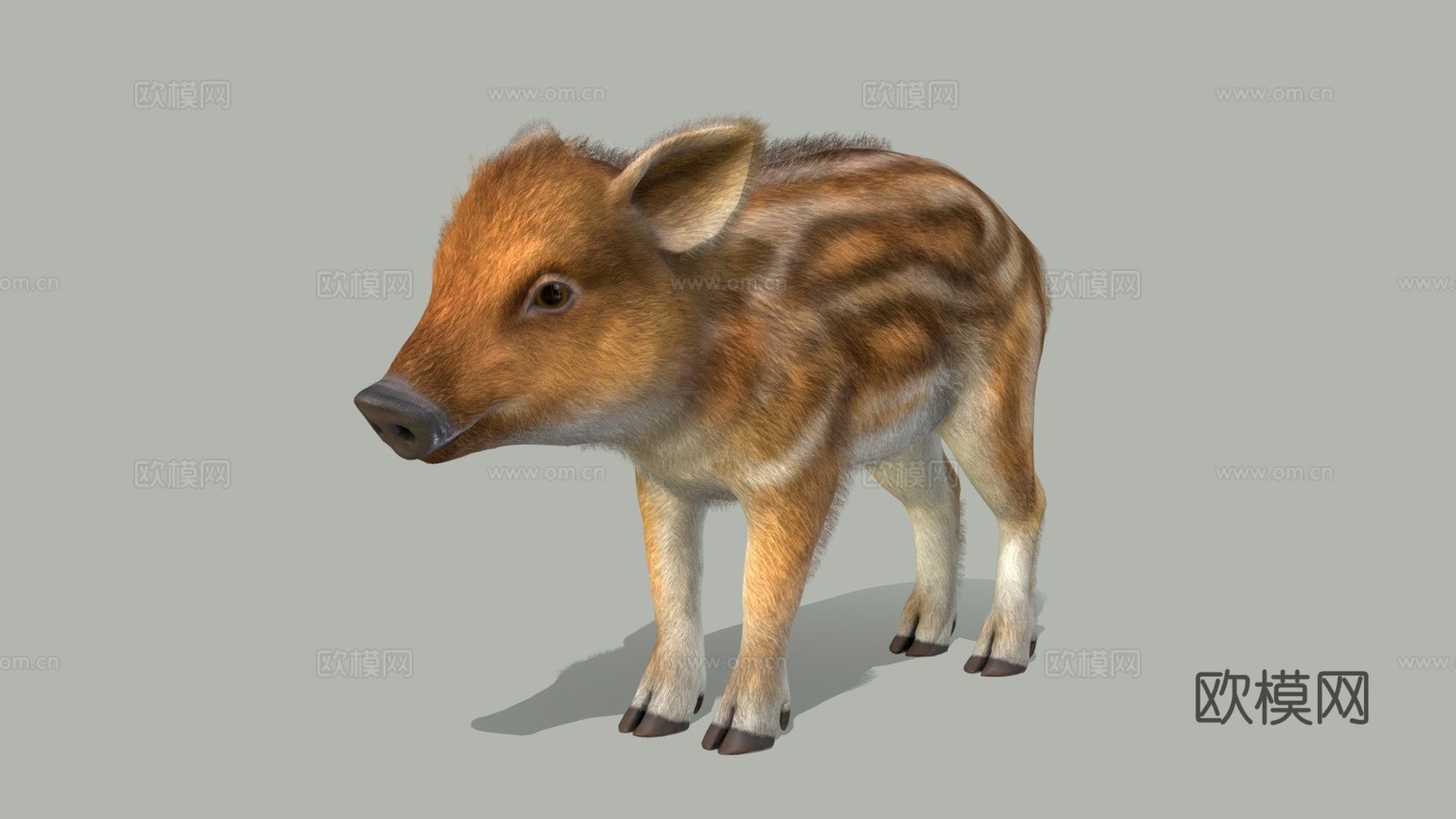 野猪幼崽3d模型下载（渲染图1）