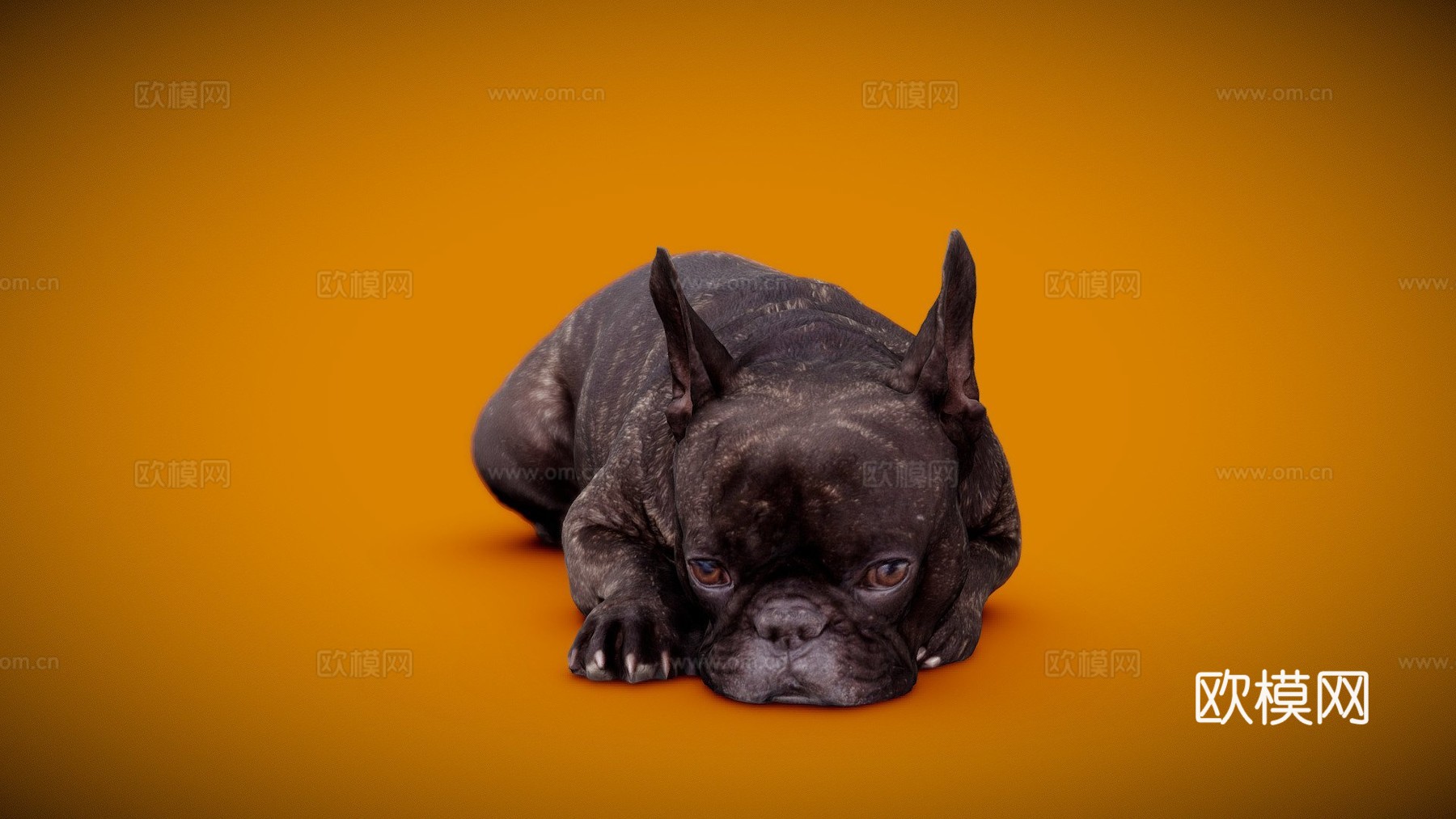 狗 B  13之13  斗牛犬3d模型下载（渲染图1）